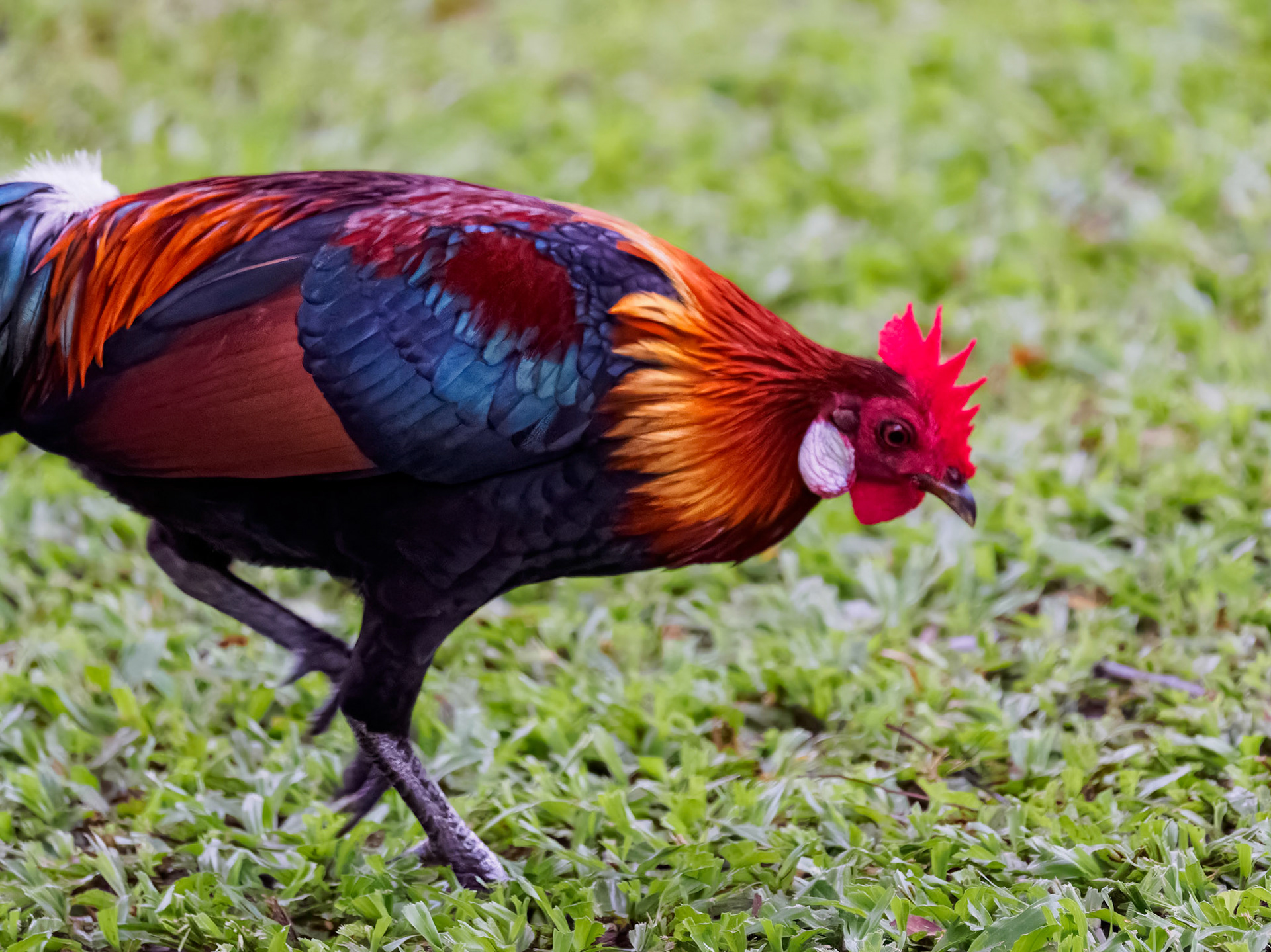 Red Junglefowl