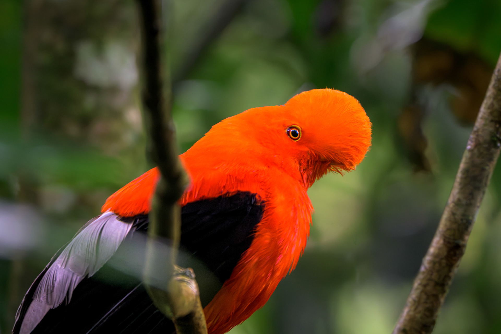 Andean Cock of the Rock