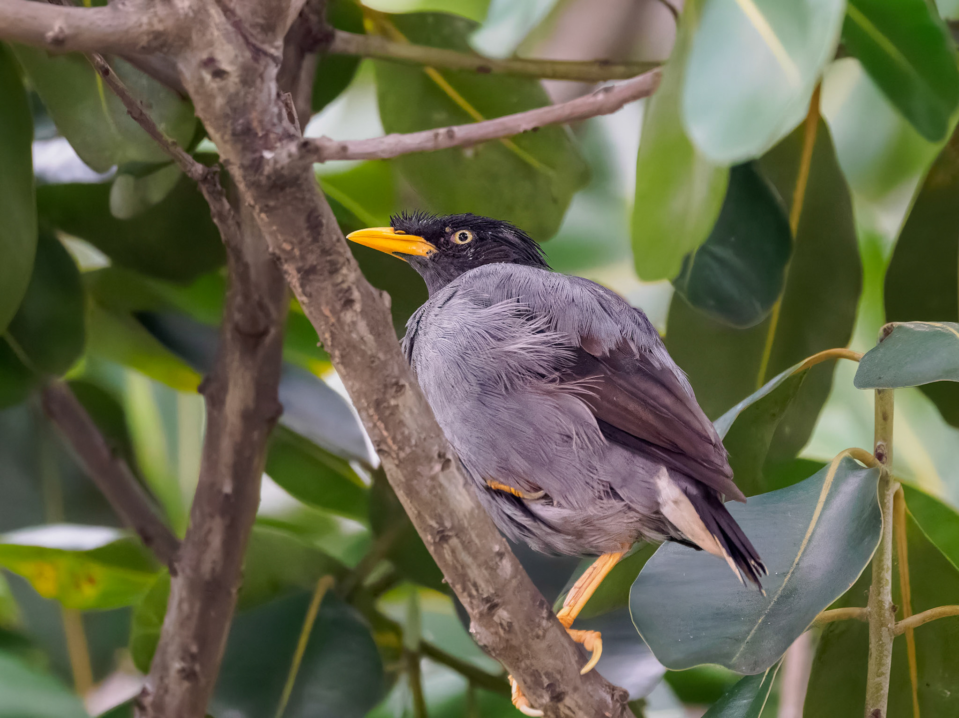 Jungle Myna