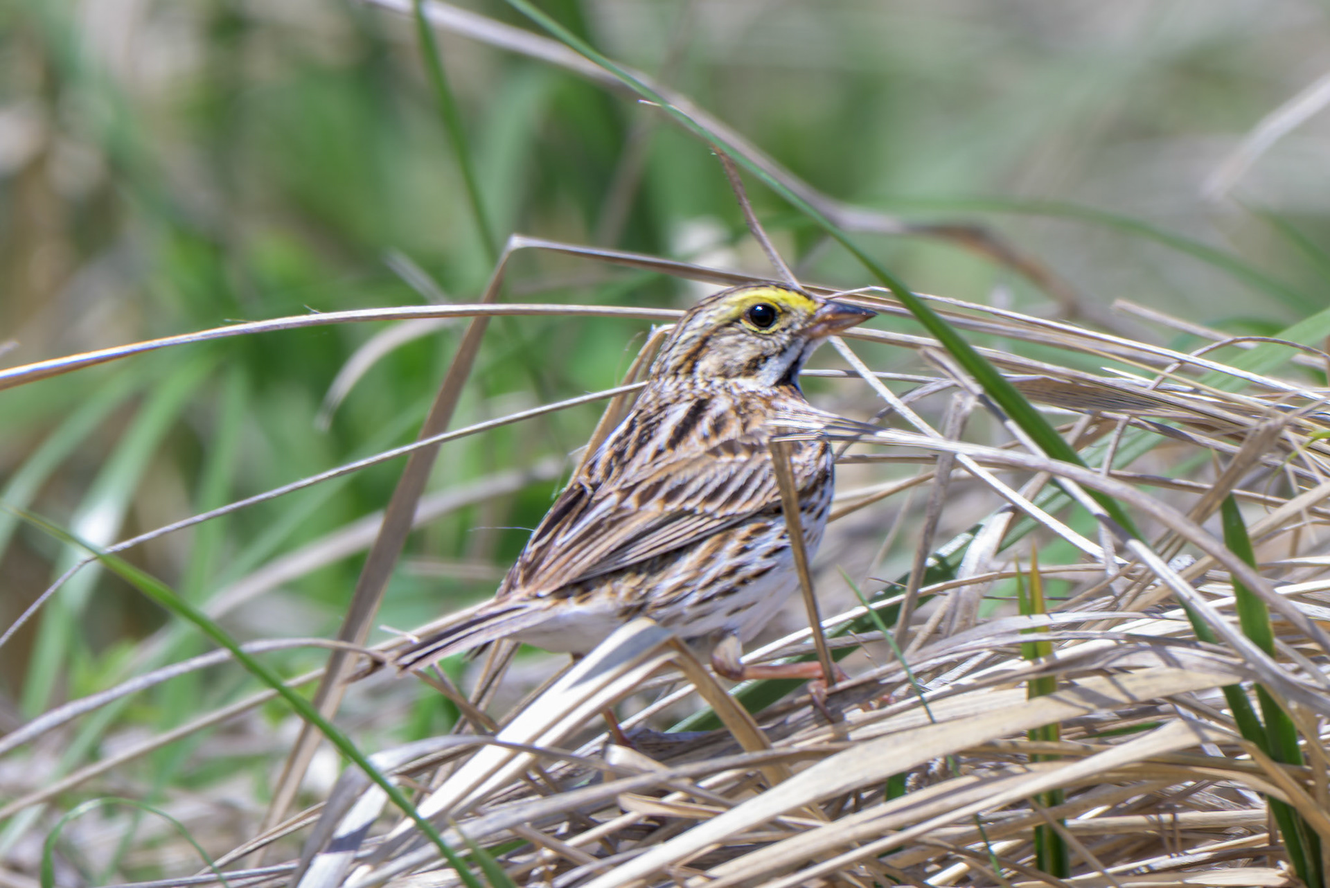 Savannah Sparrow