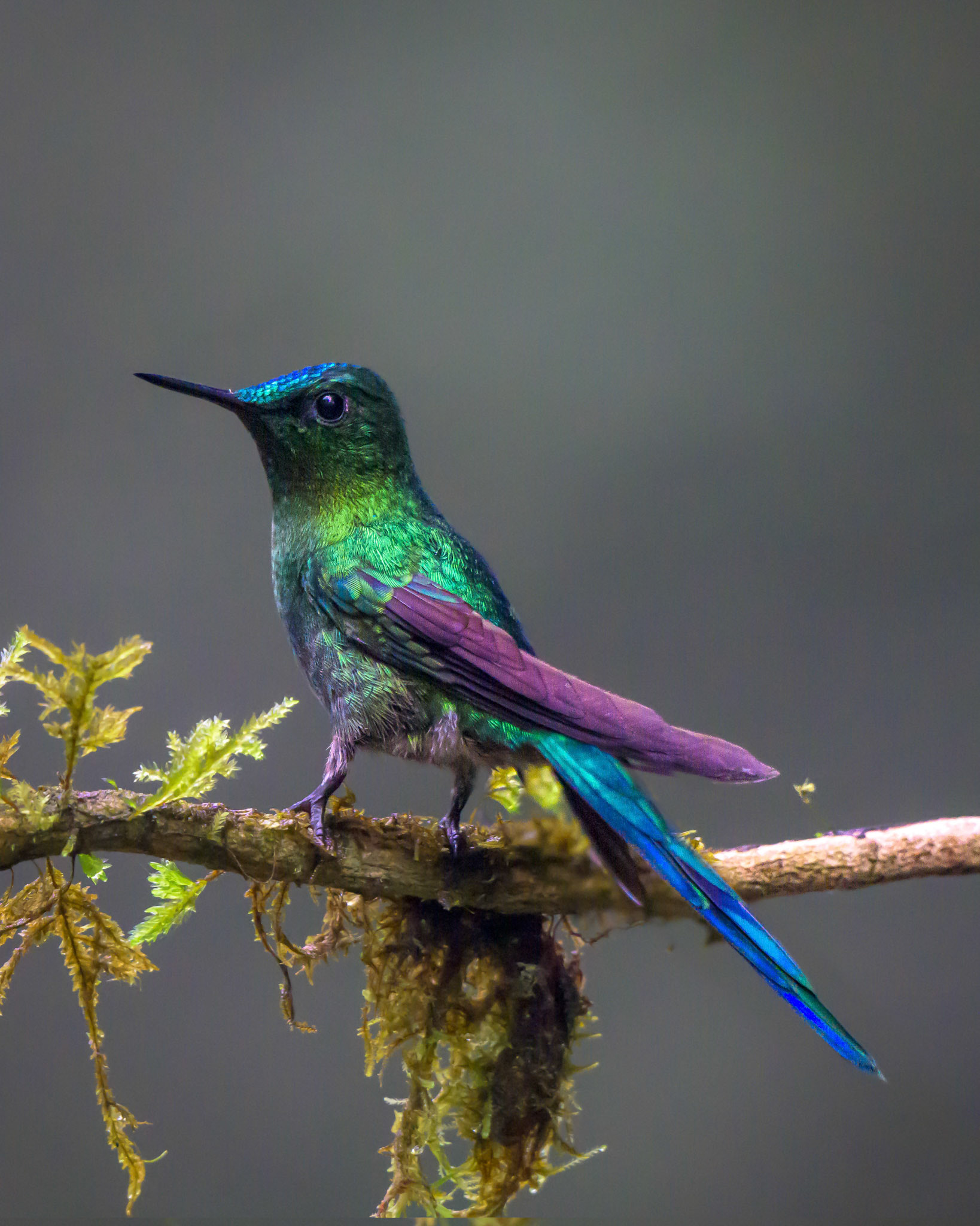 Violet-tailed Sylph