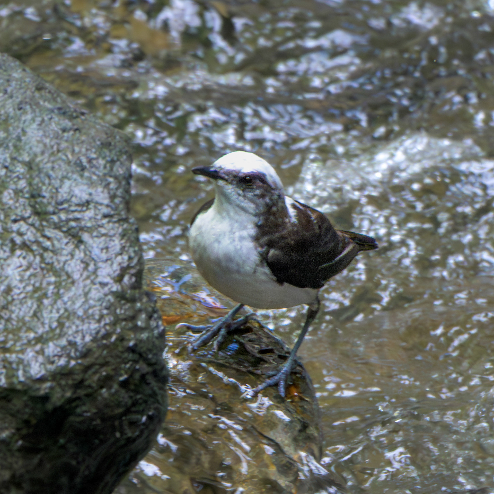 Whiter-capped Dipper
