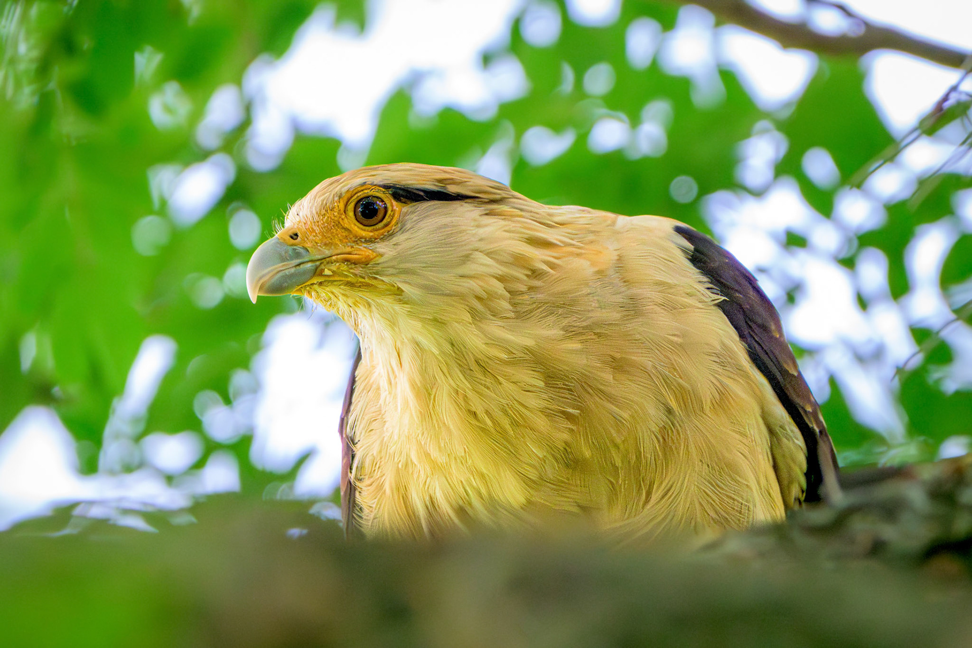 Yellow-headed Caracara