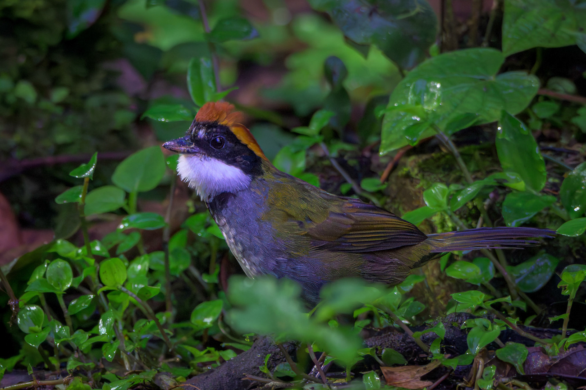 Chestnut-capped Brushfinch