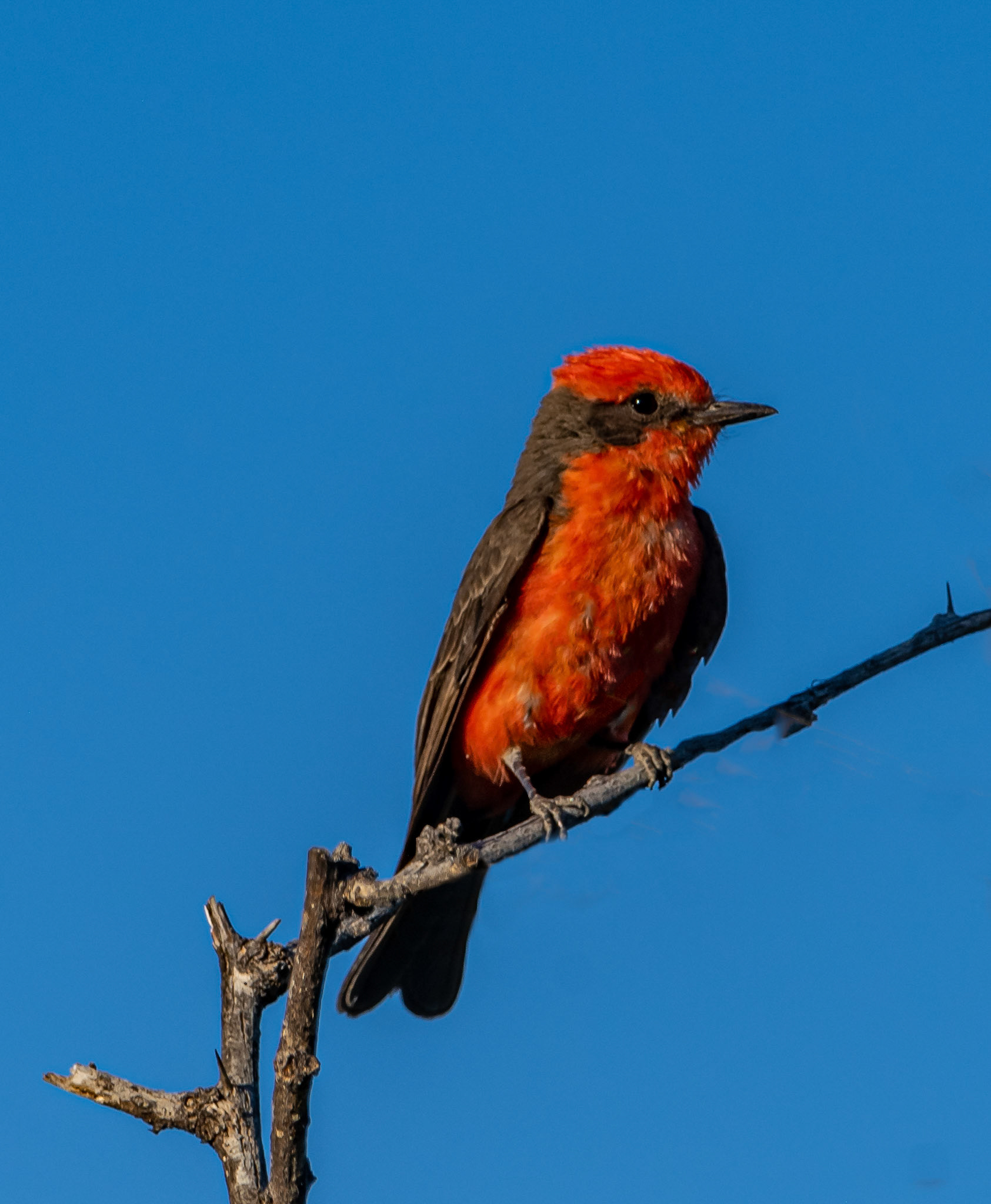 Vermilion flycatcher