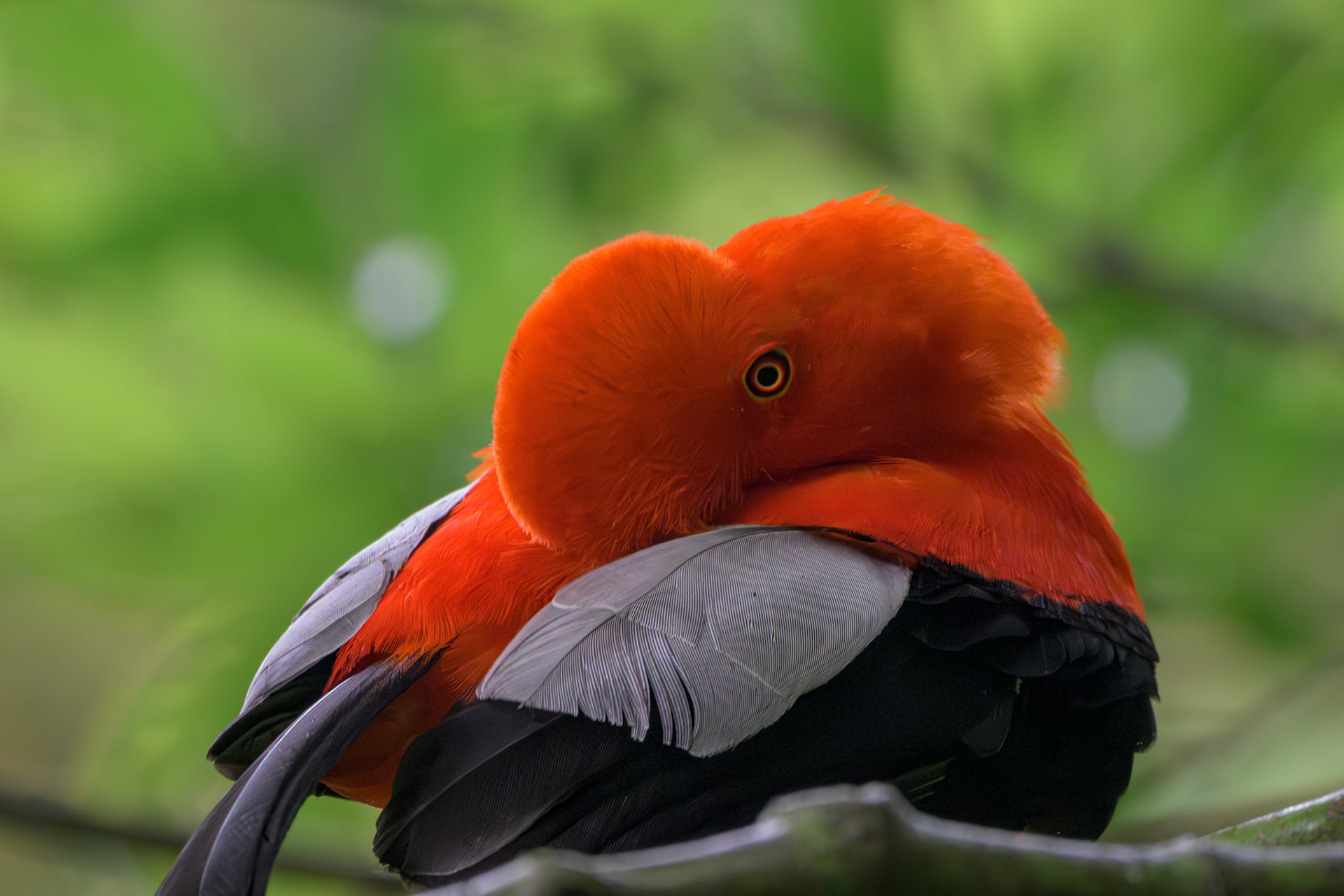 Andean Cock of the Rock