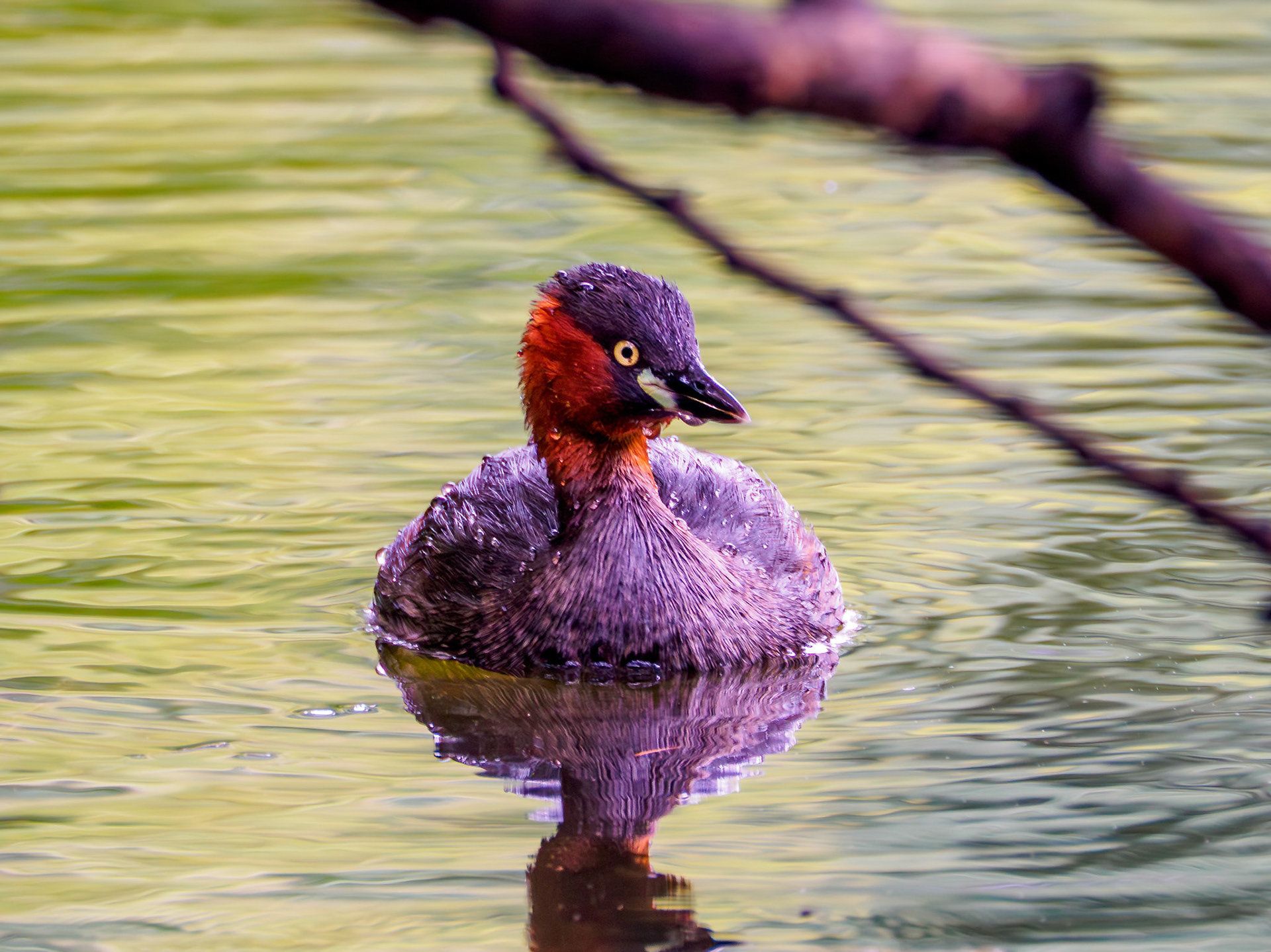 Little Grebe