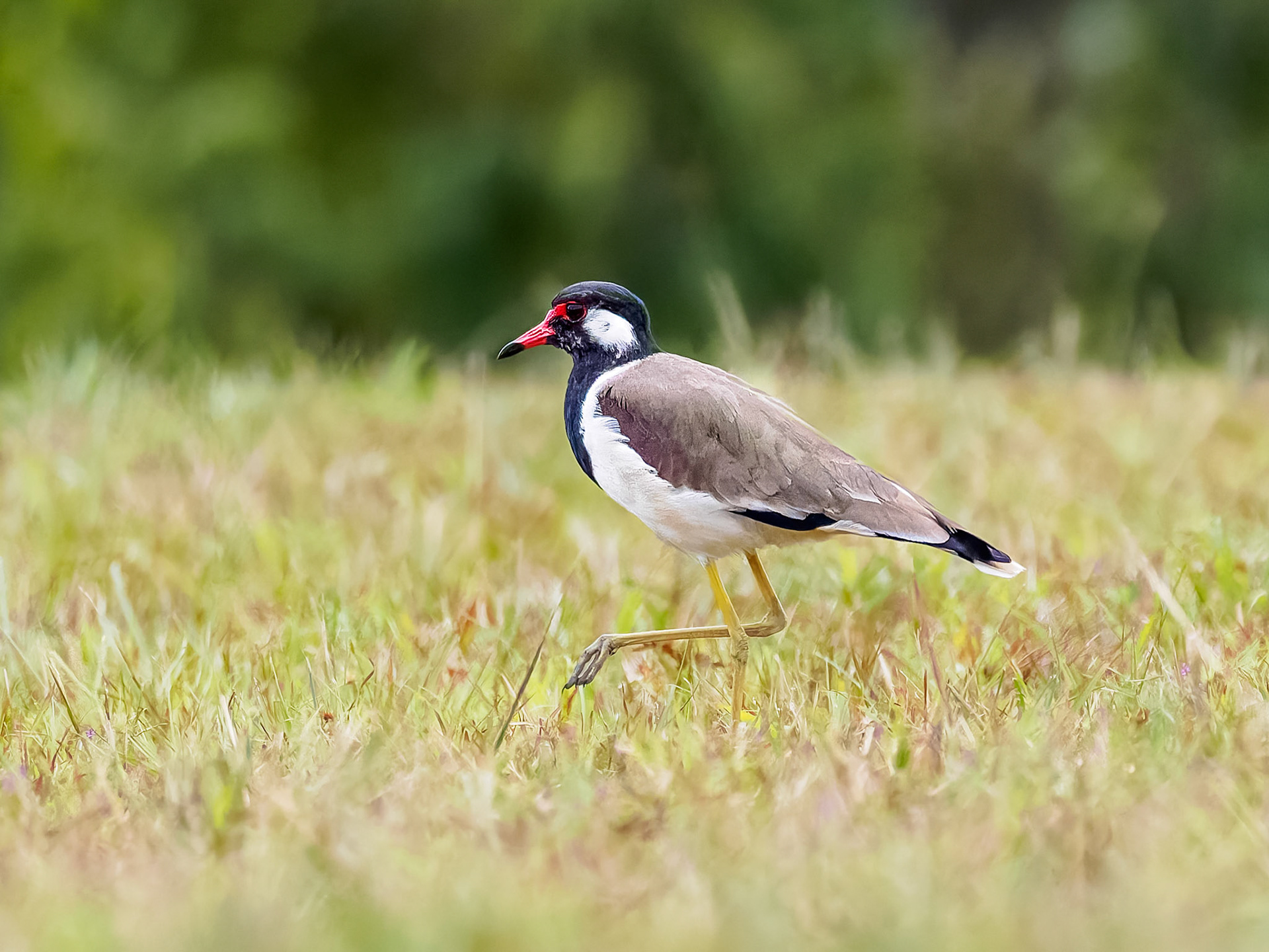 Red-wattled Lapwing