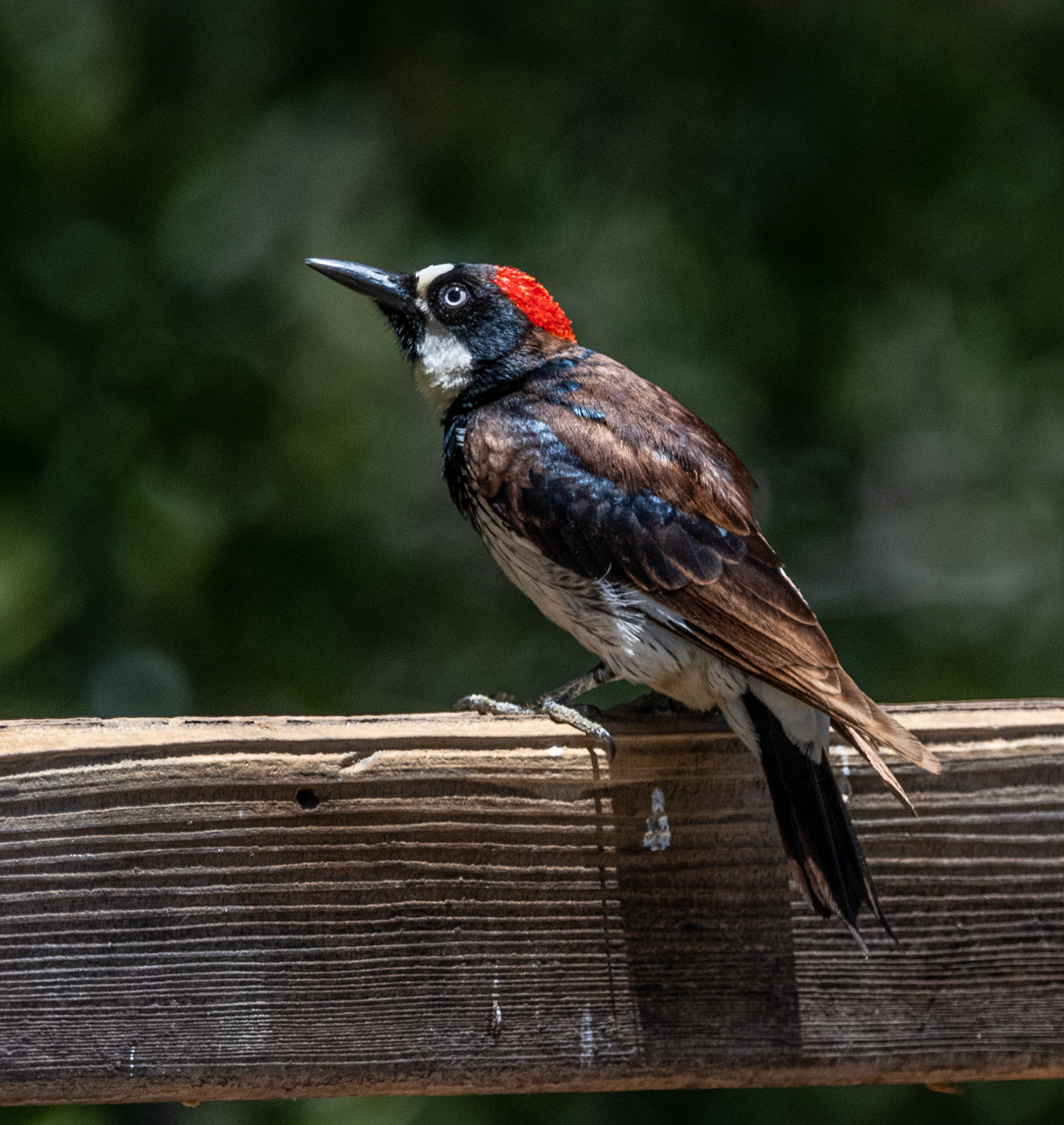 Acorn Woodpecker