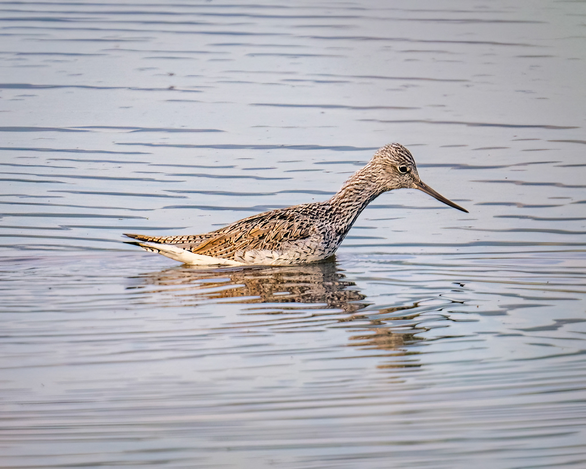 Wood sandpiper