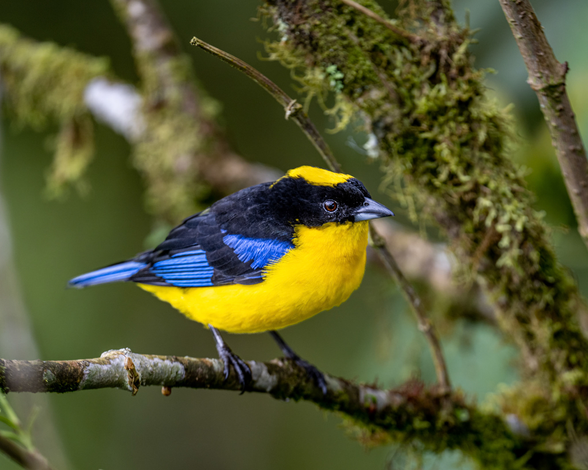 Blue-winged mountain tanager