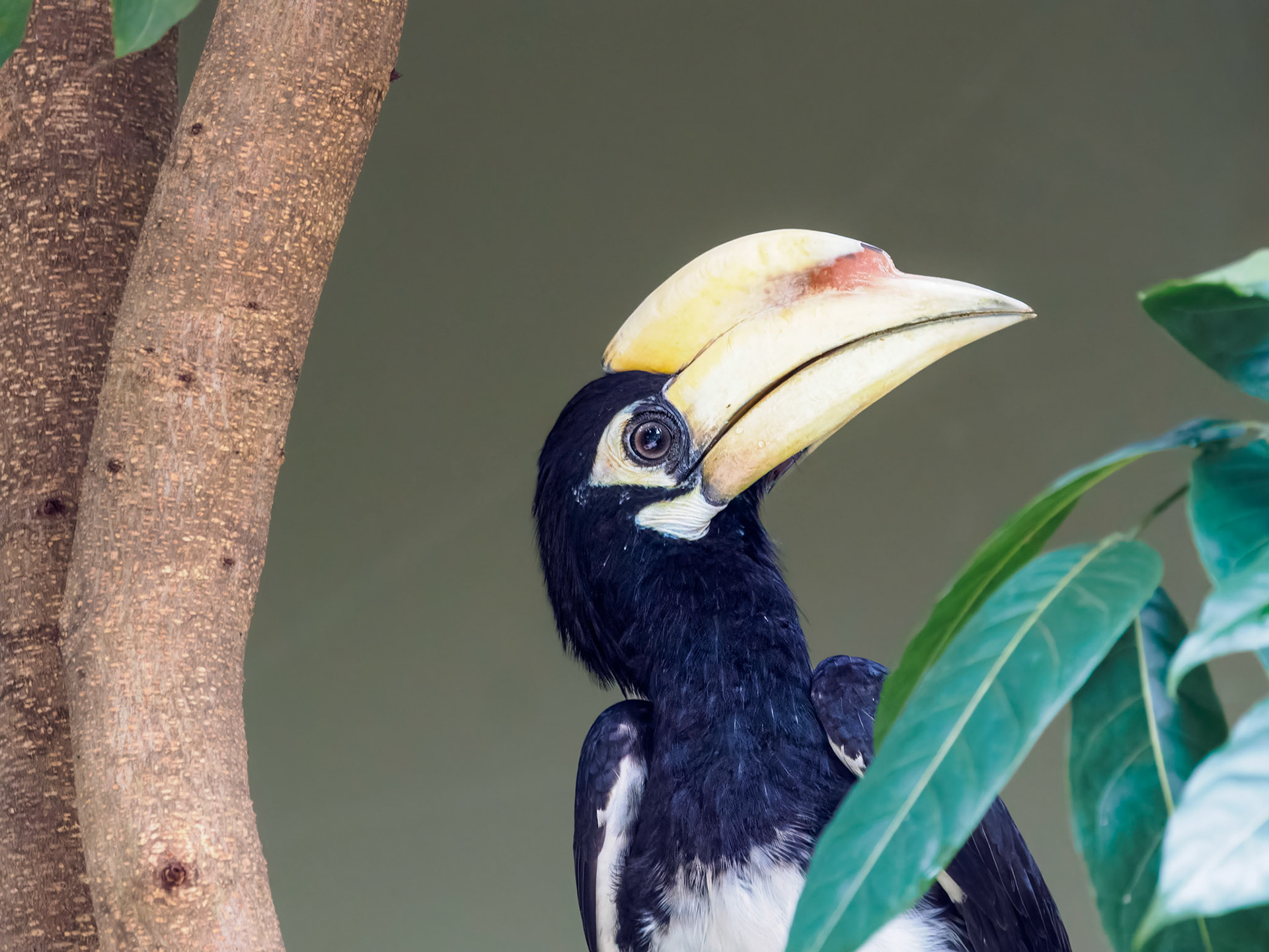 Oriental Pied Hornbill