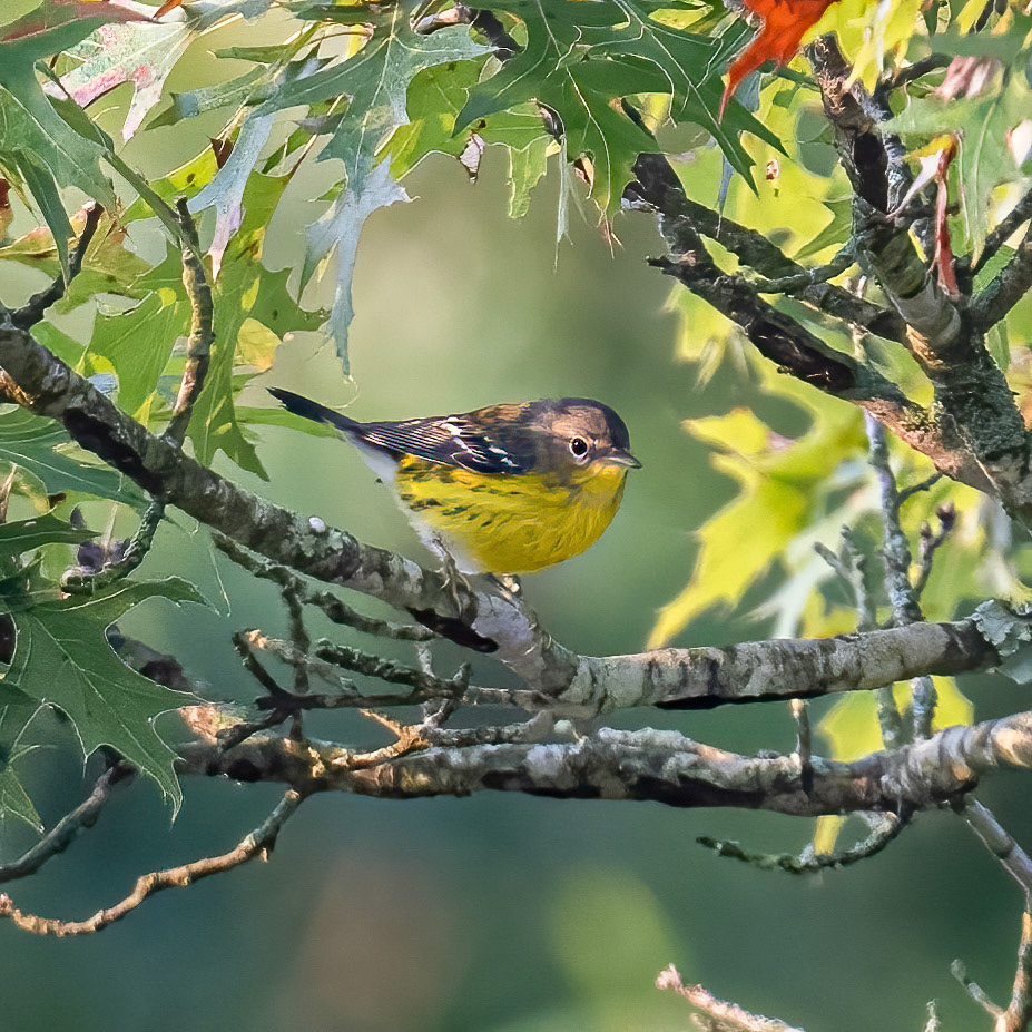 Magnolia warbler