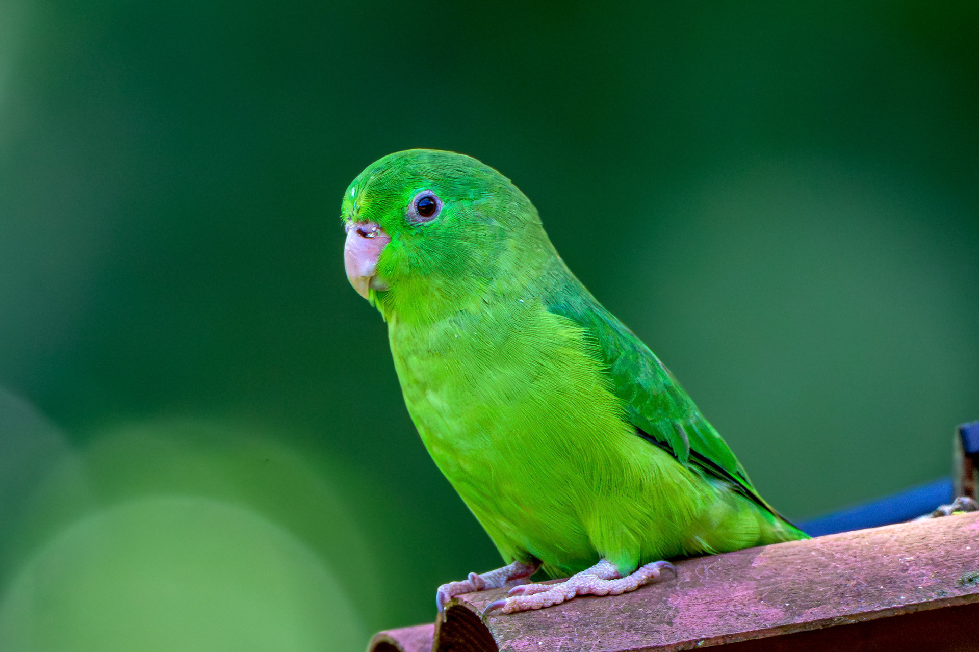 Spectacled Parrotlet