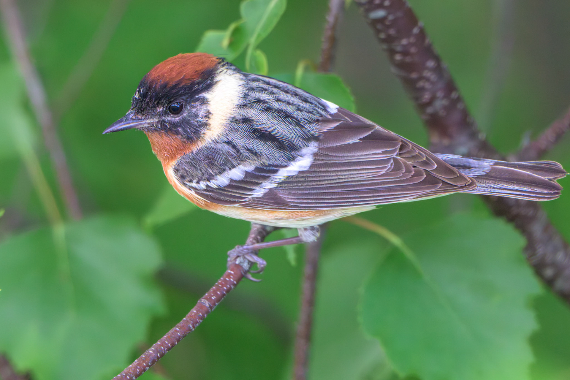 Bay-breasted Warbler