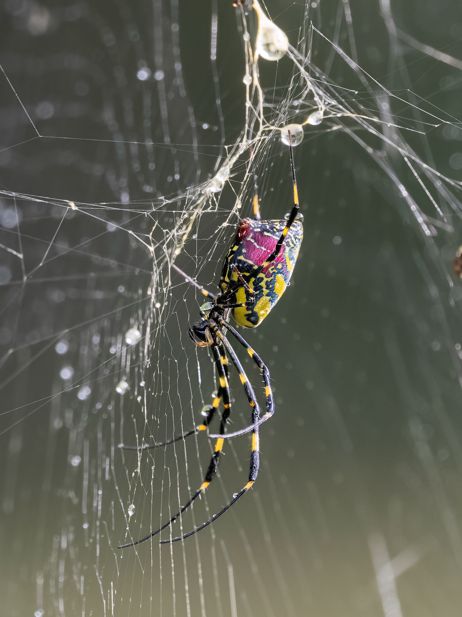 Mt Fuji - Joro Spider