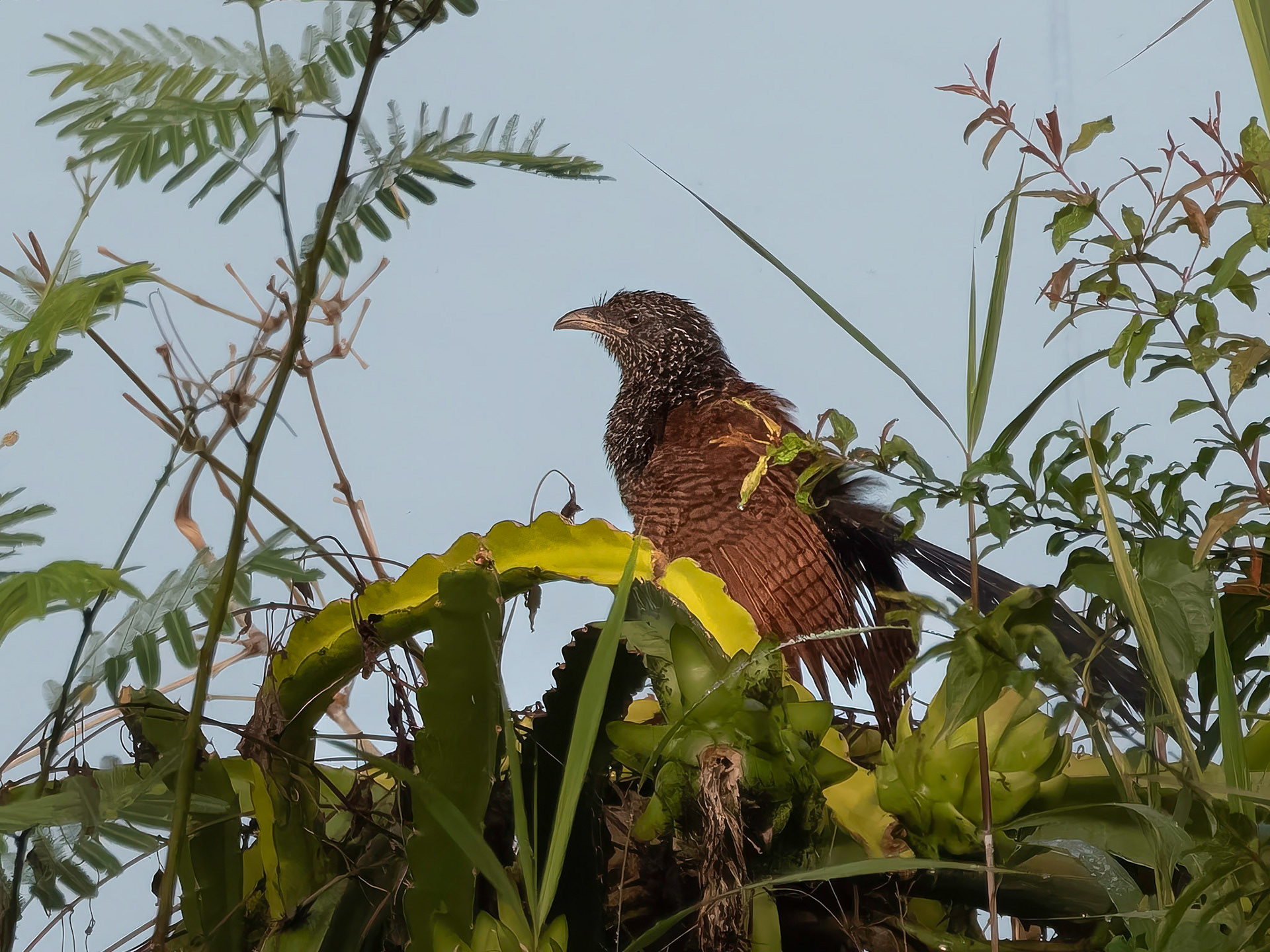 Greater CoucRed-whiskered Bulbulal