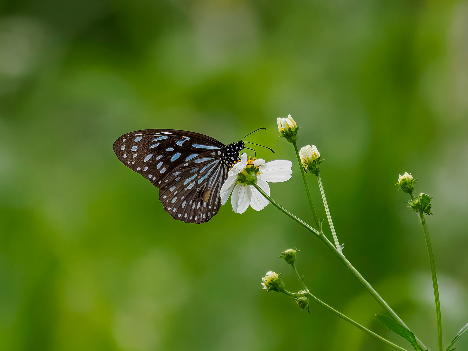Khao Yai NP - Blue Tiger Butterfly