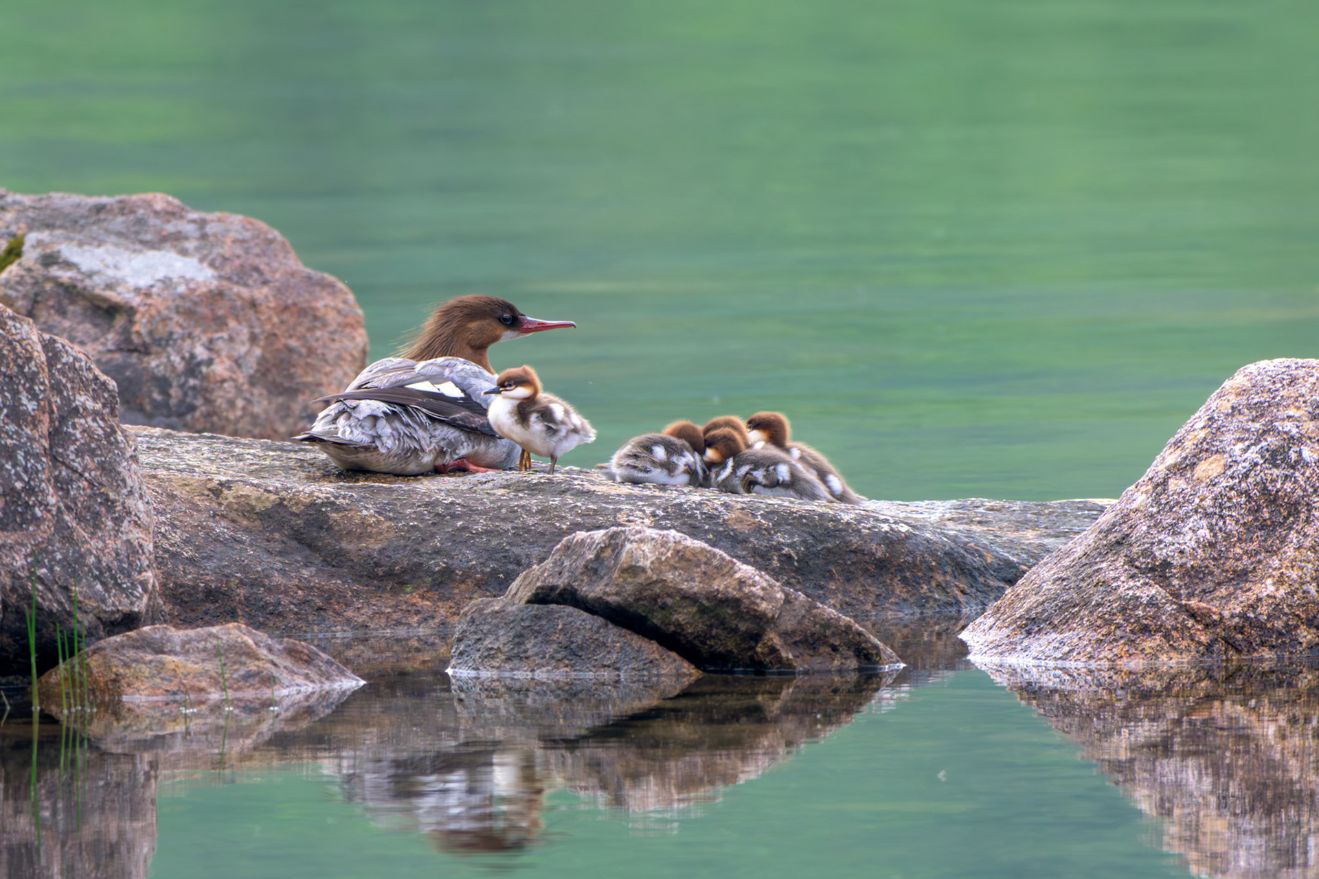 Common Merganser