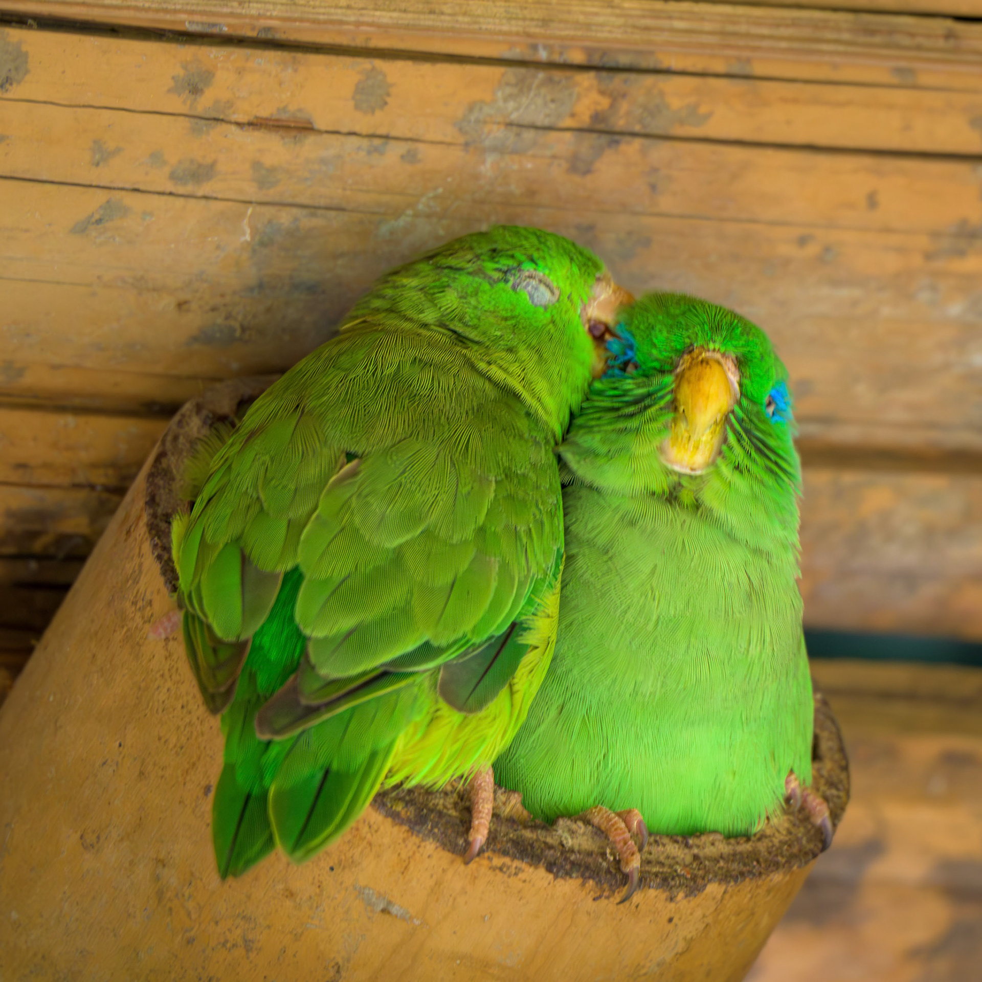 Spectacled Parrotlet