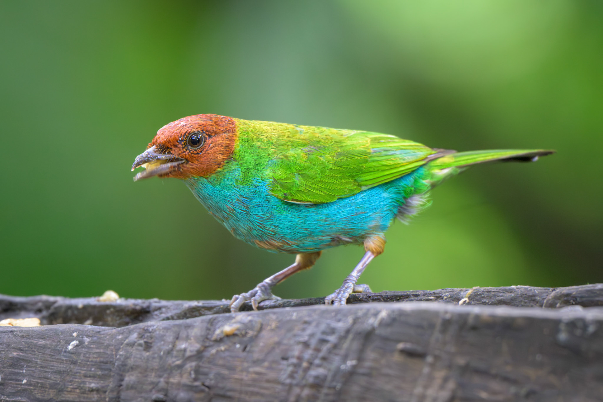 Bay-headed Tanager