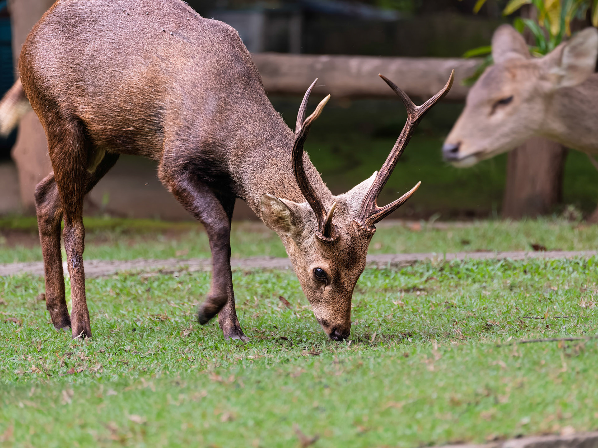 Chiang Mai - Sambar Deer