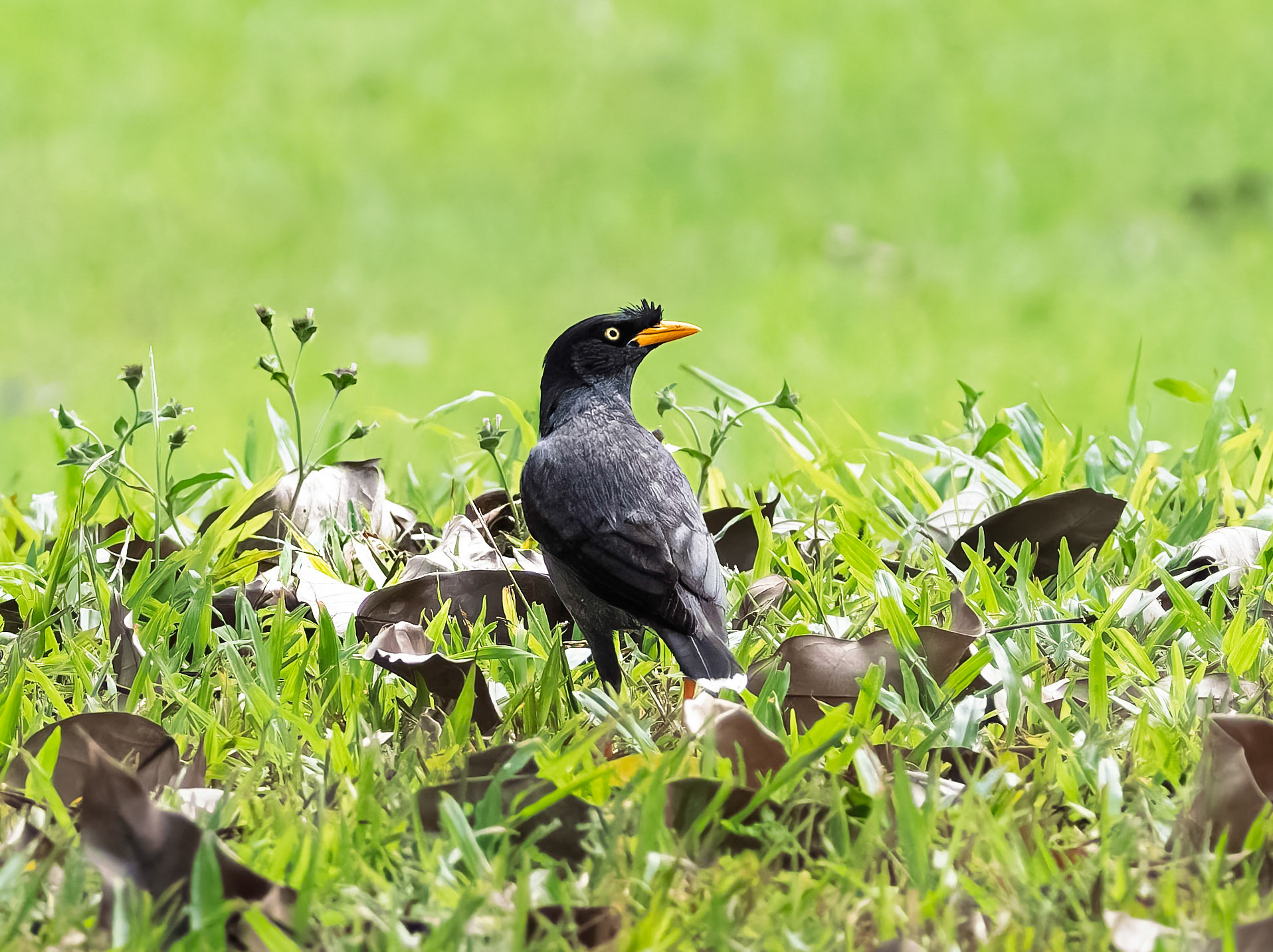 Javan Myna