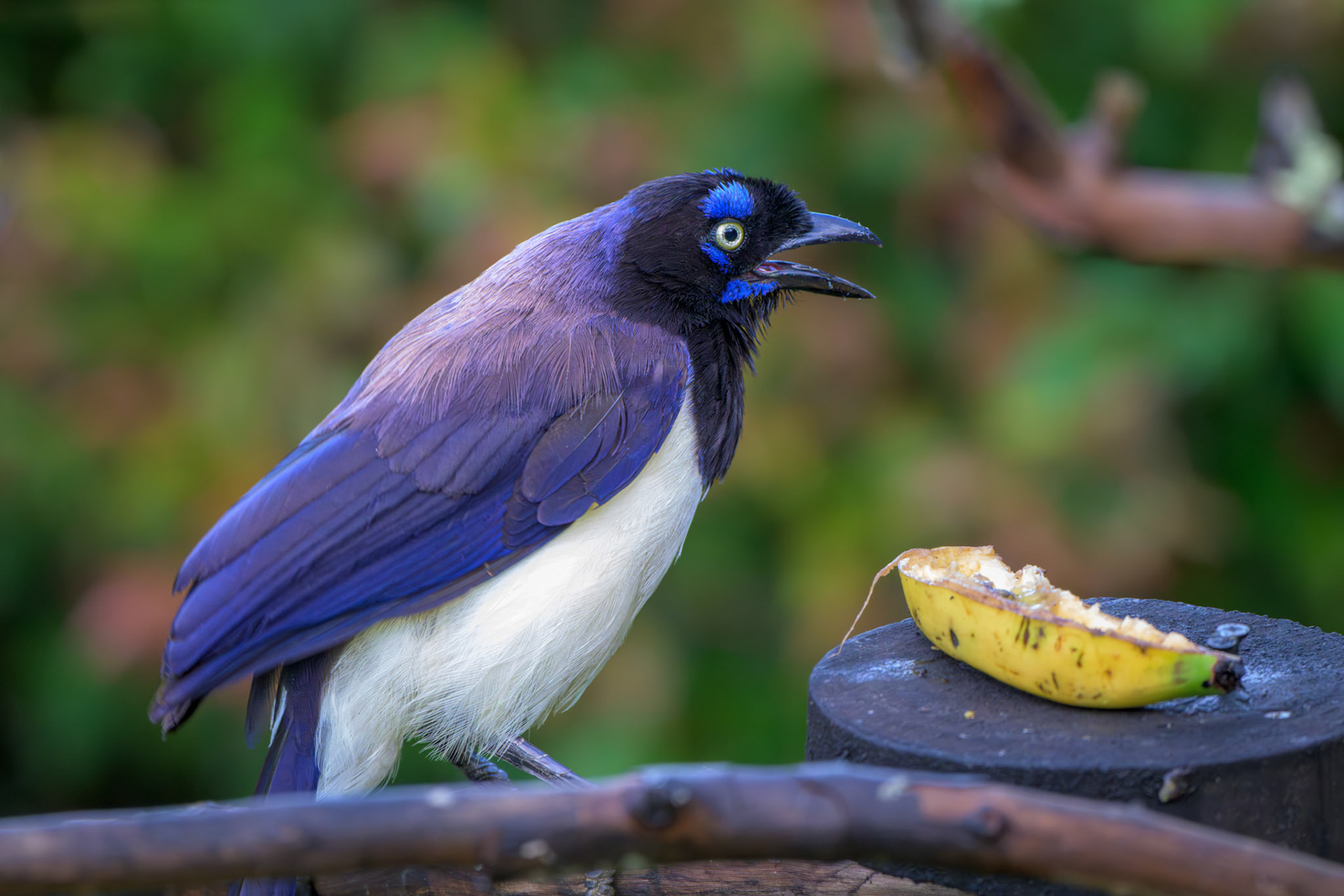 Black-chested Jay