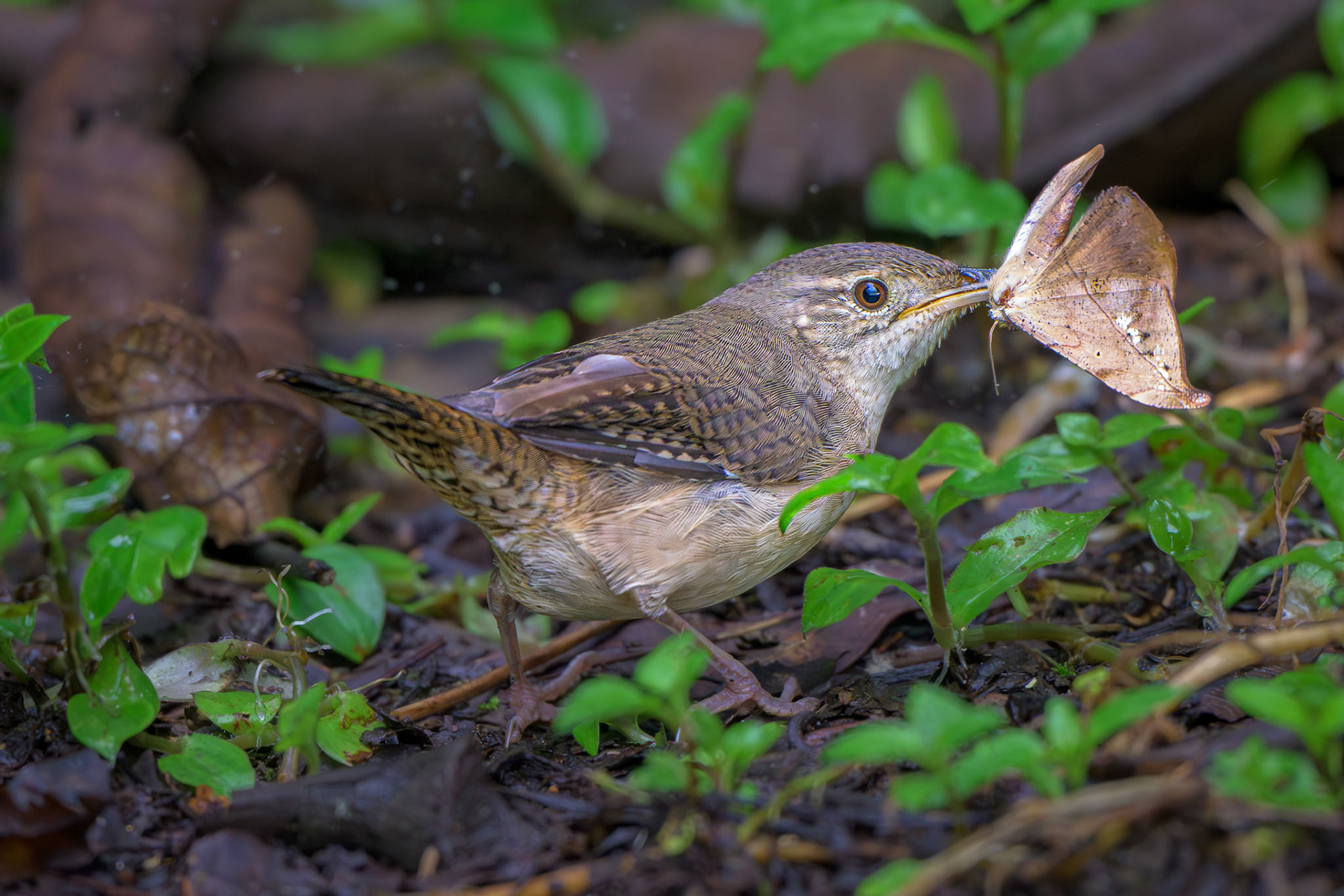 Southern House Wren