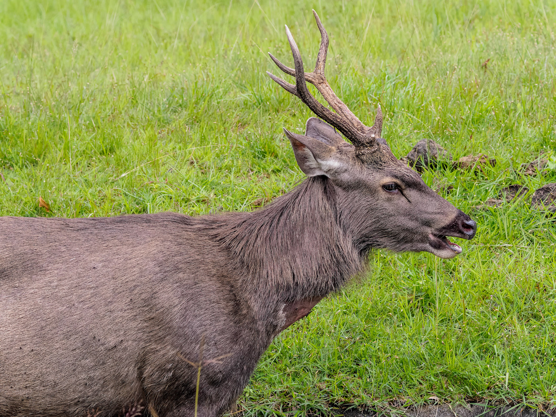 Khao Yai NP - Sambar deer