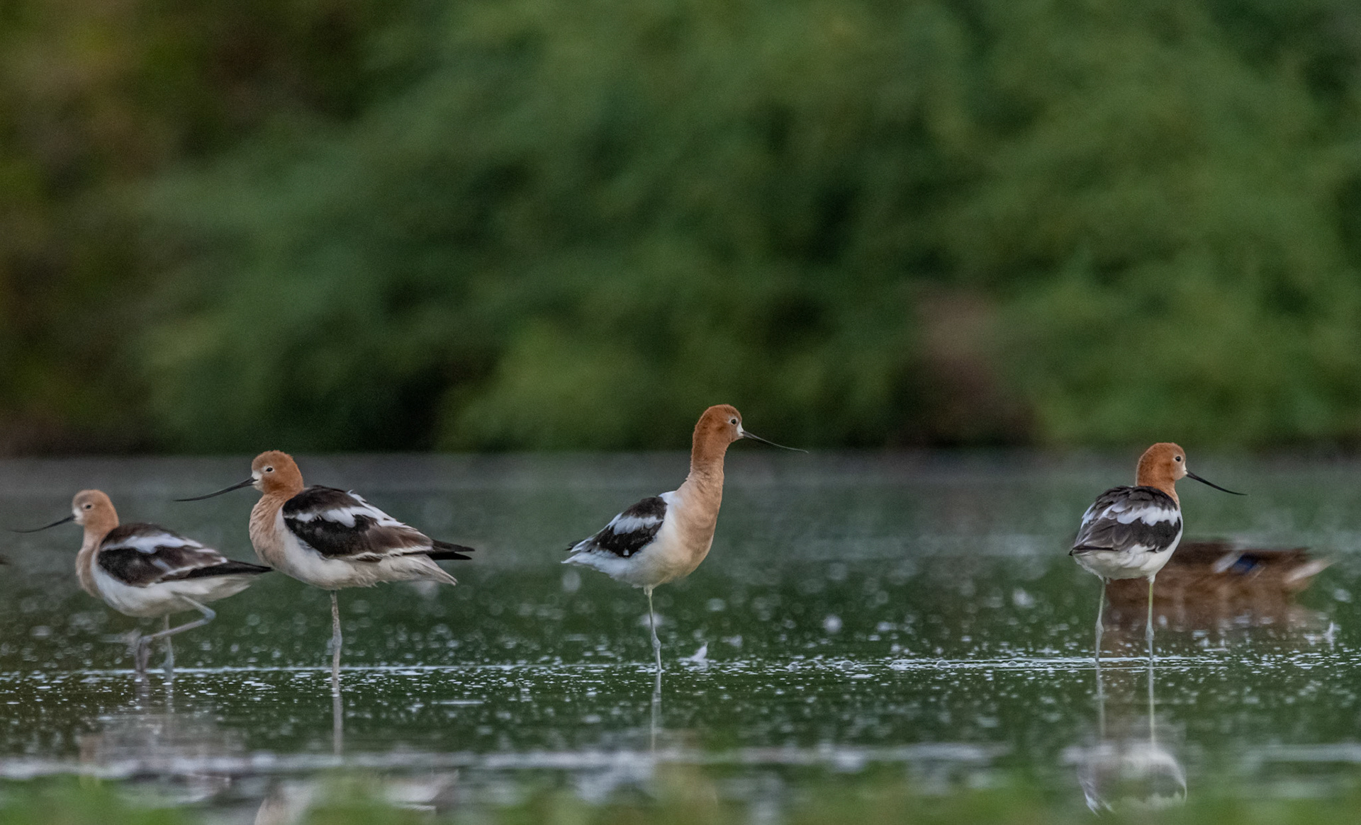 American avocet