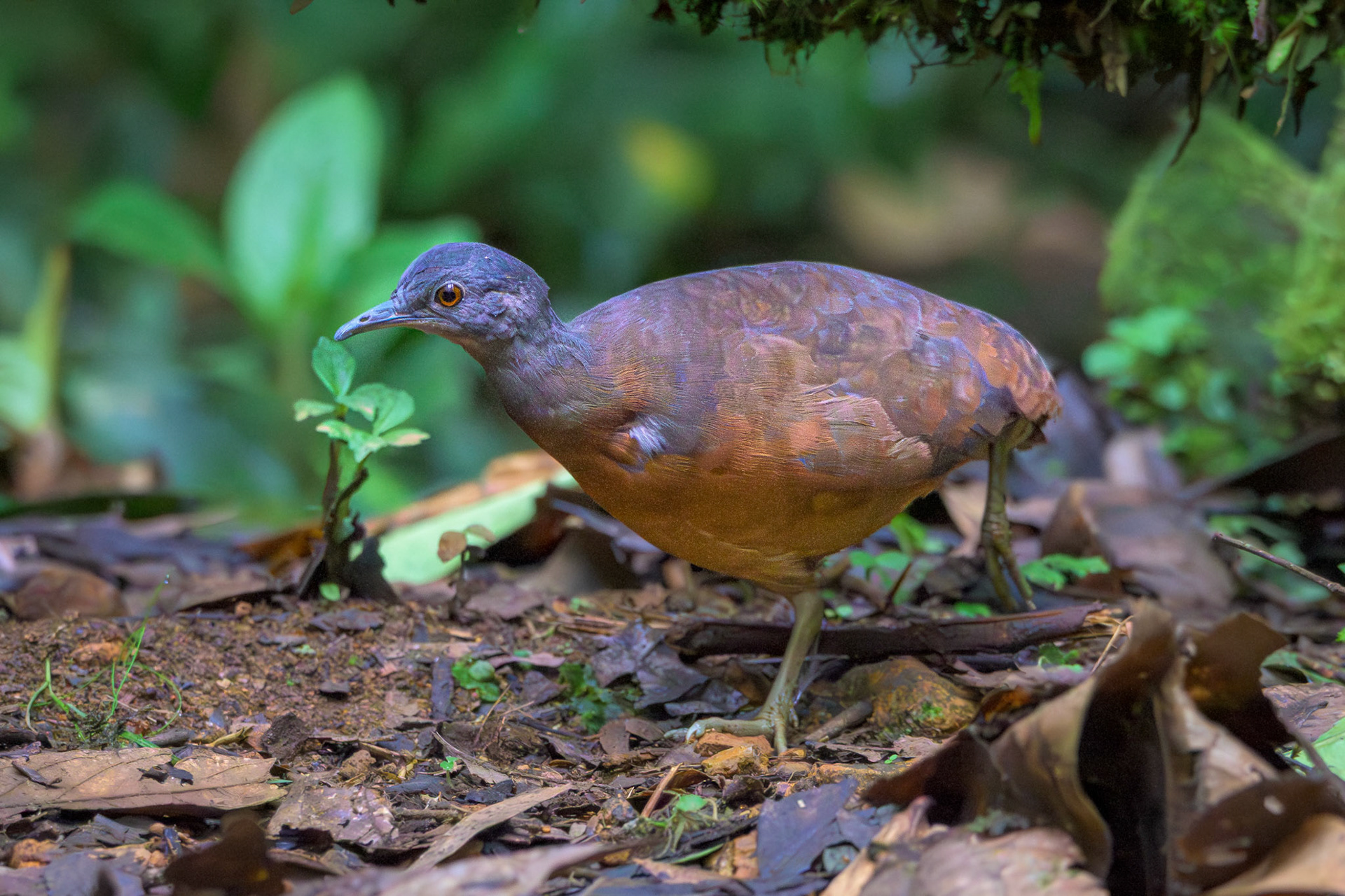 Little Tinamou