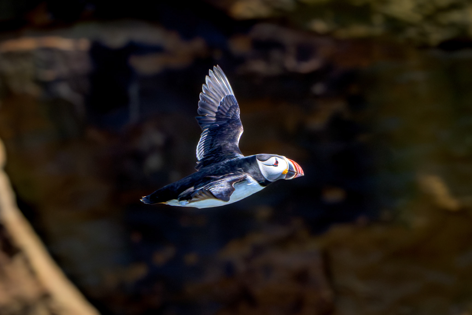 Atlantic Puffin