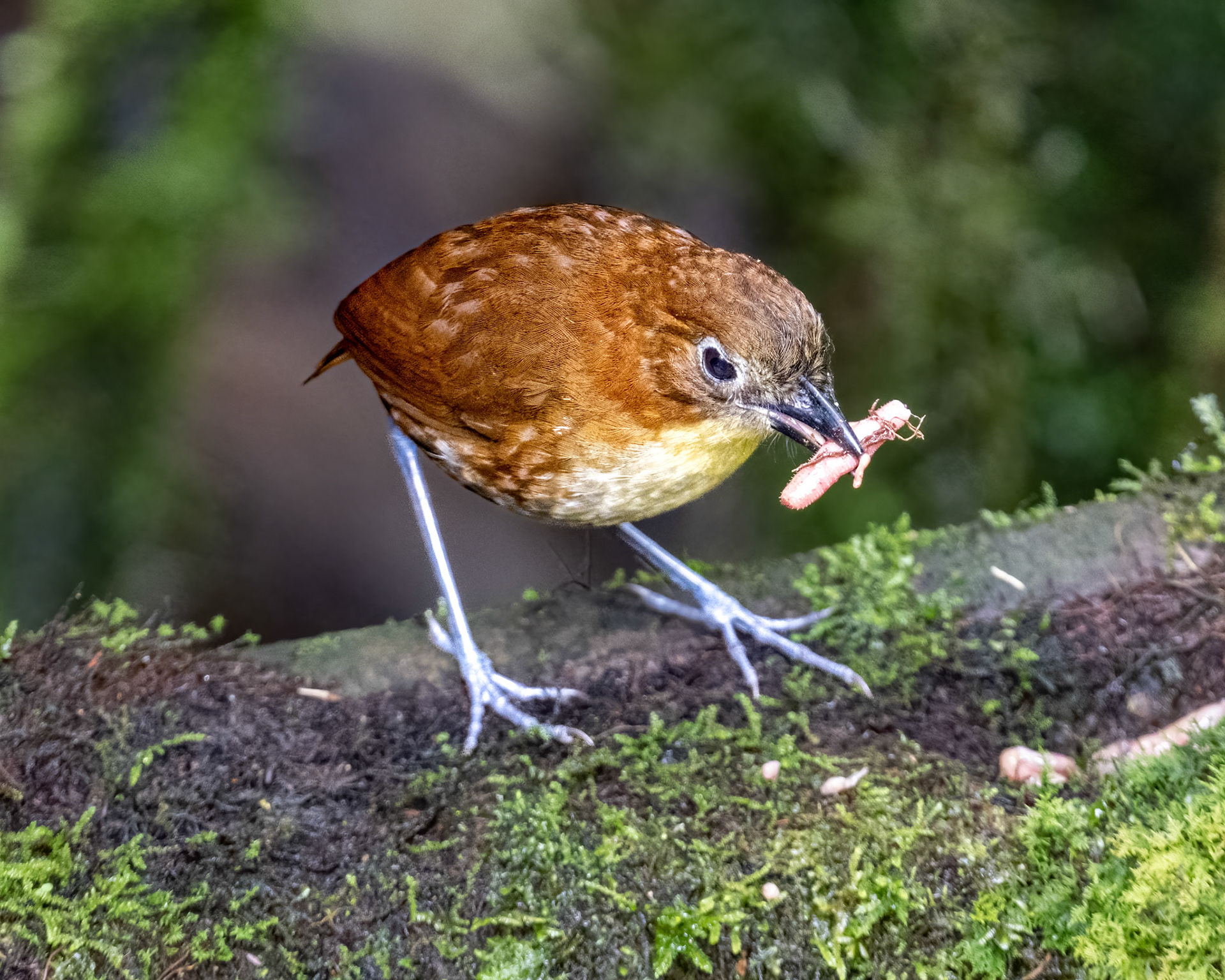 Yellow-breasted antpitta