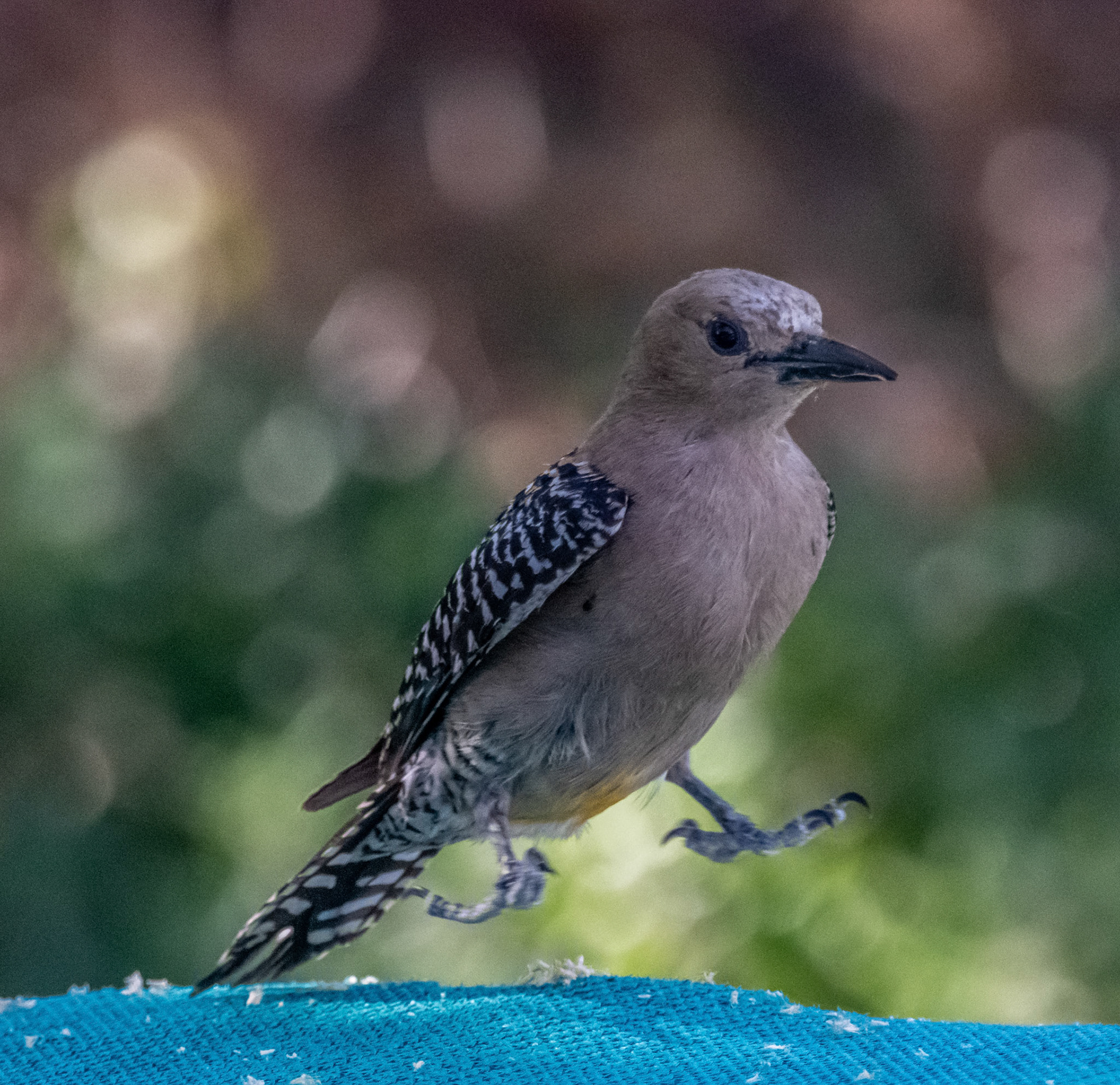 Gila Woodpecker