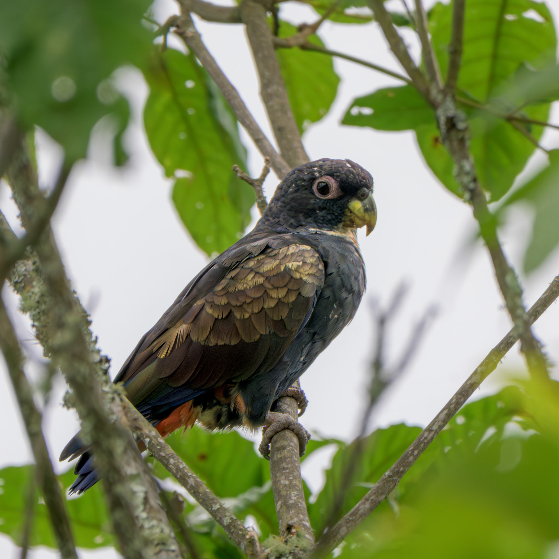 Bronze-winged Parrot