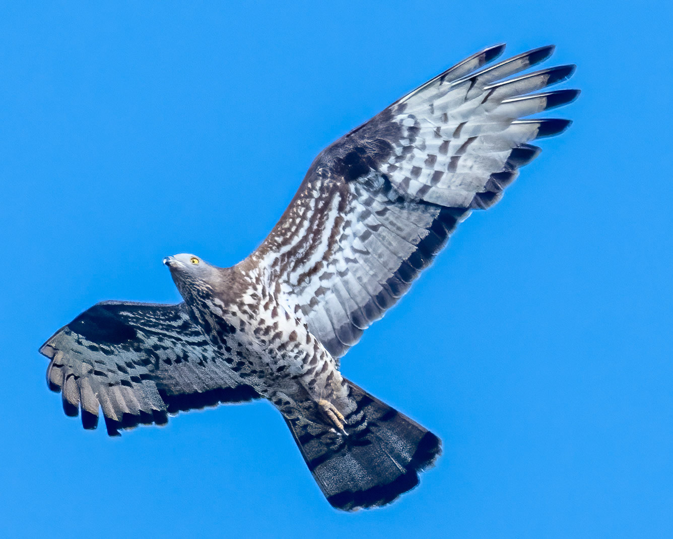 European honey-buzzard