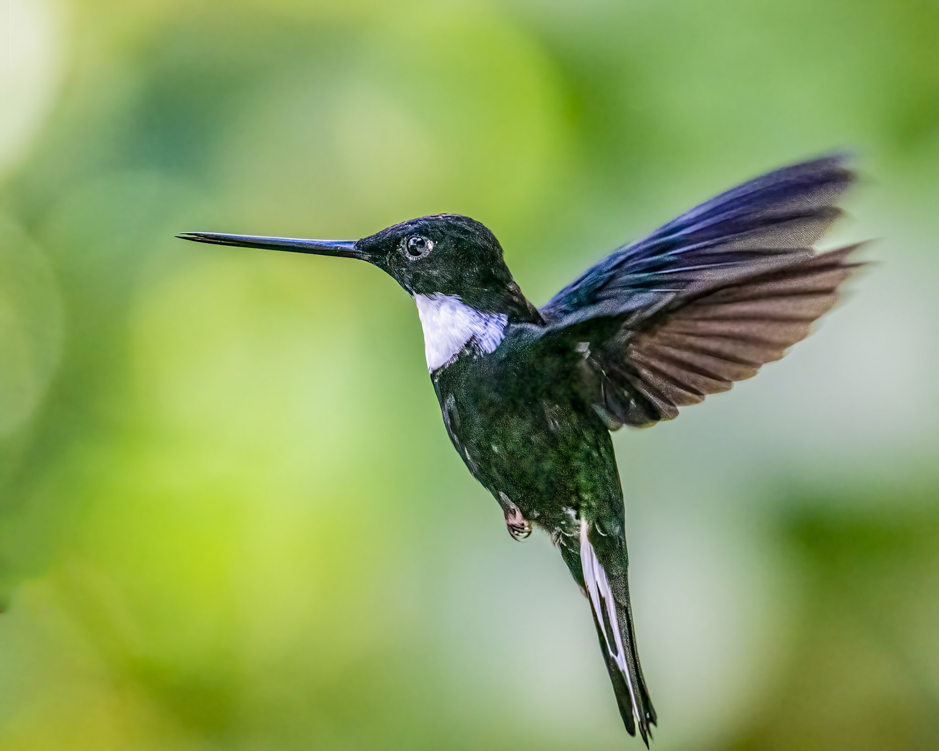 Collared Inca hummingbird