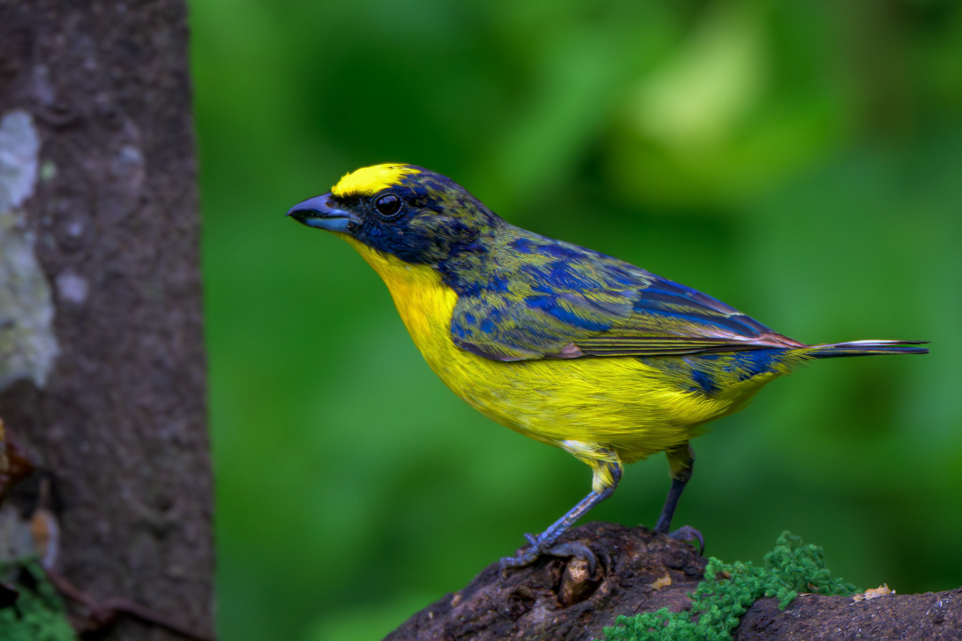 Thick-billed Euphonia