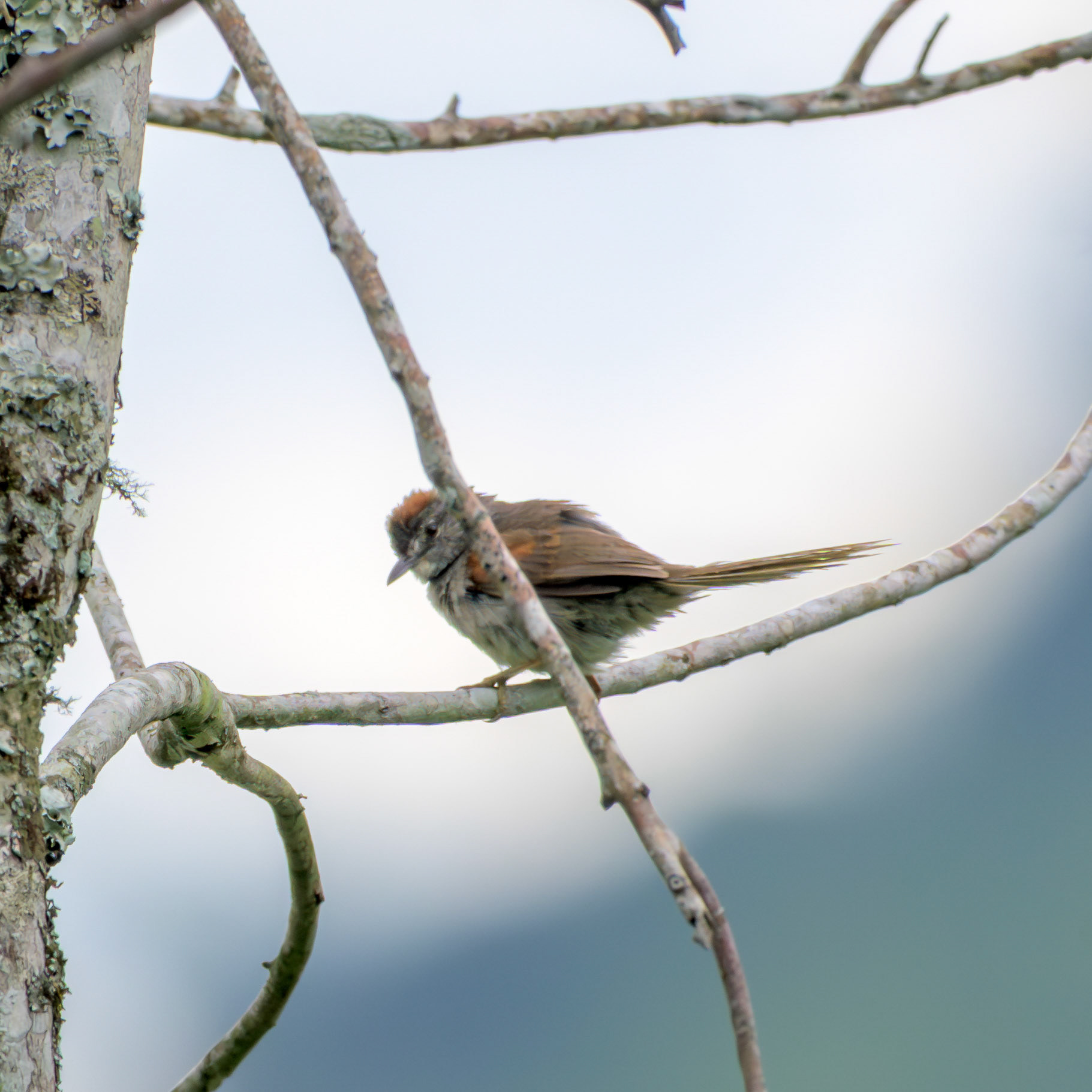 Azara's Spinetail