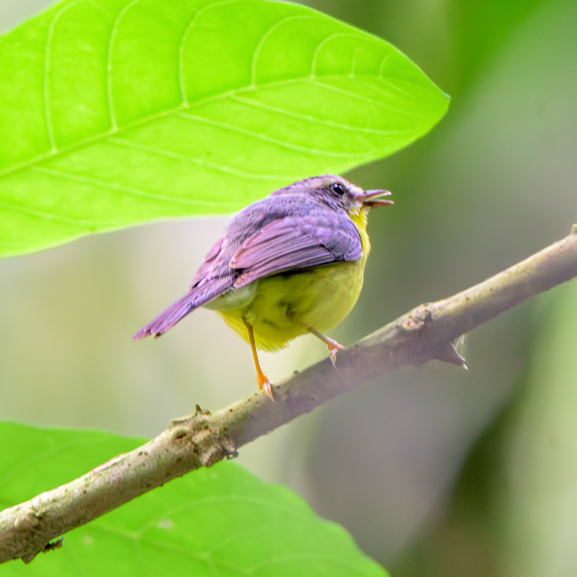 Golden-crowned Warbler