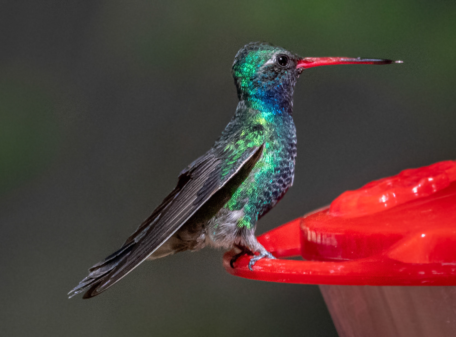 Broad-billed Hummingbird