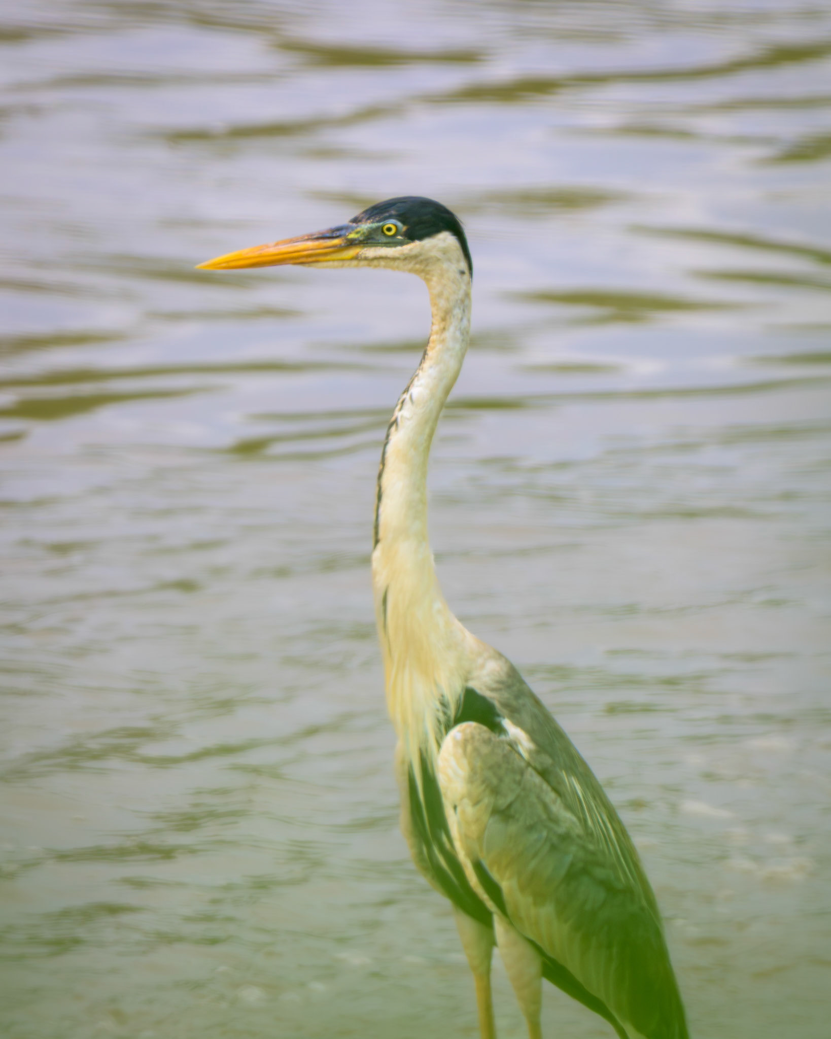 Cocoi Heron