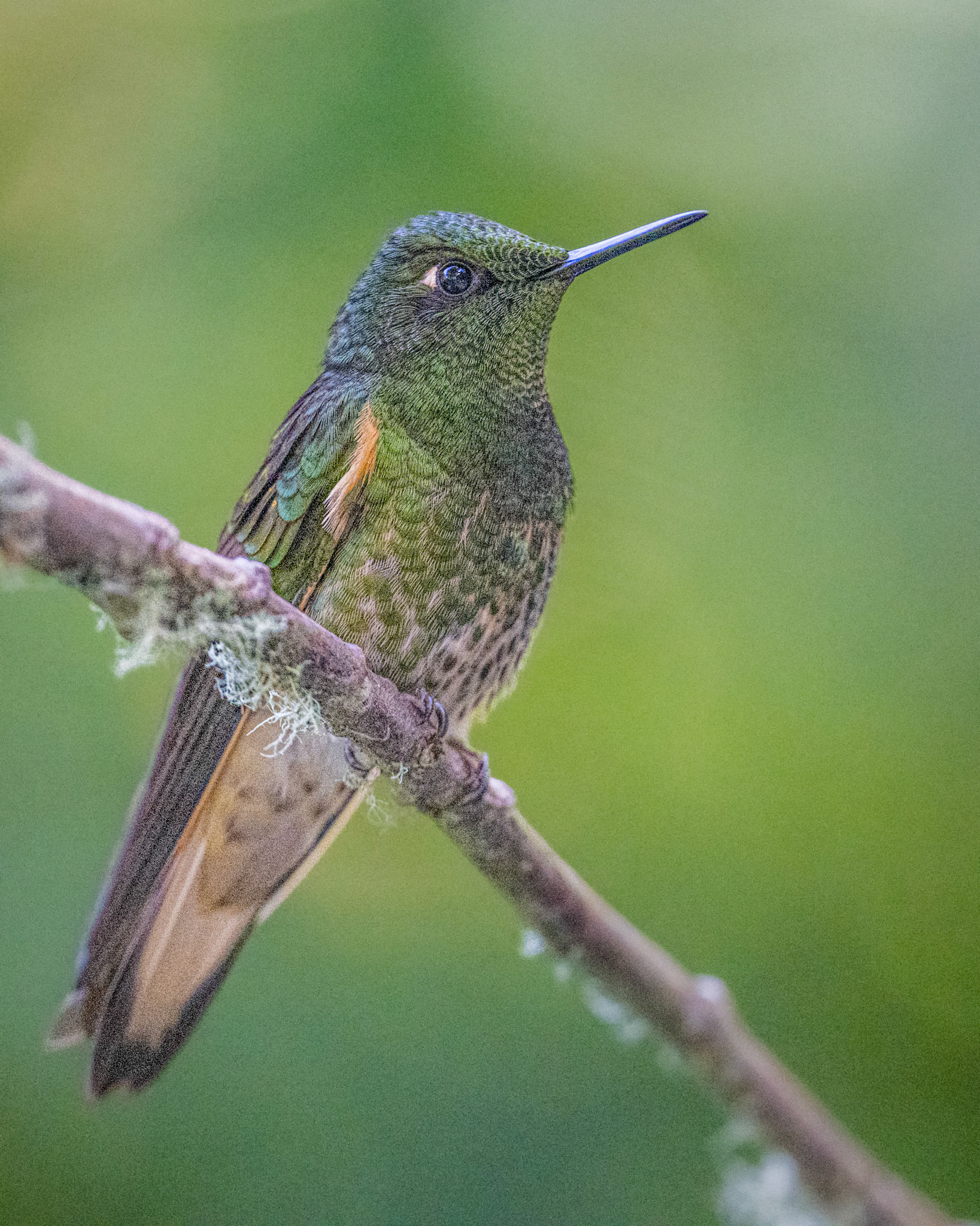 Buff-winged starfront hummingbird