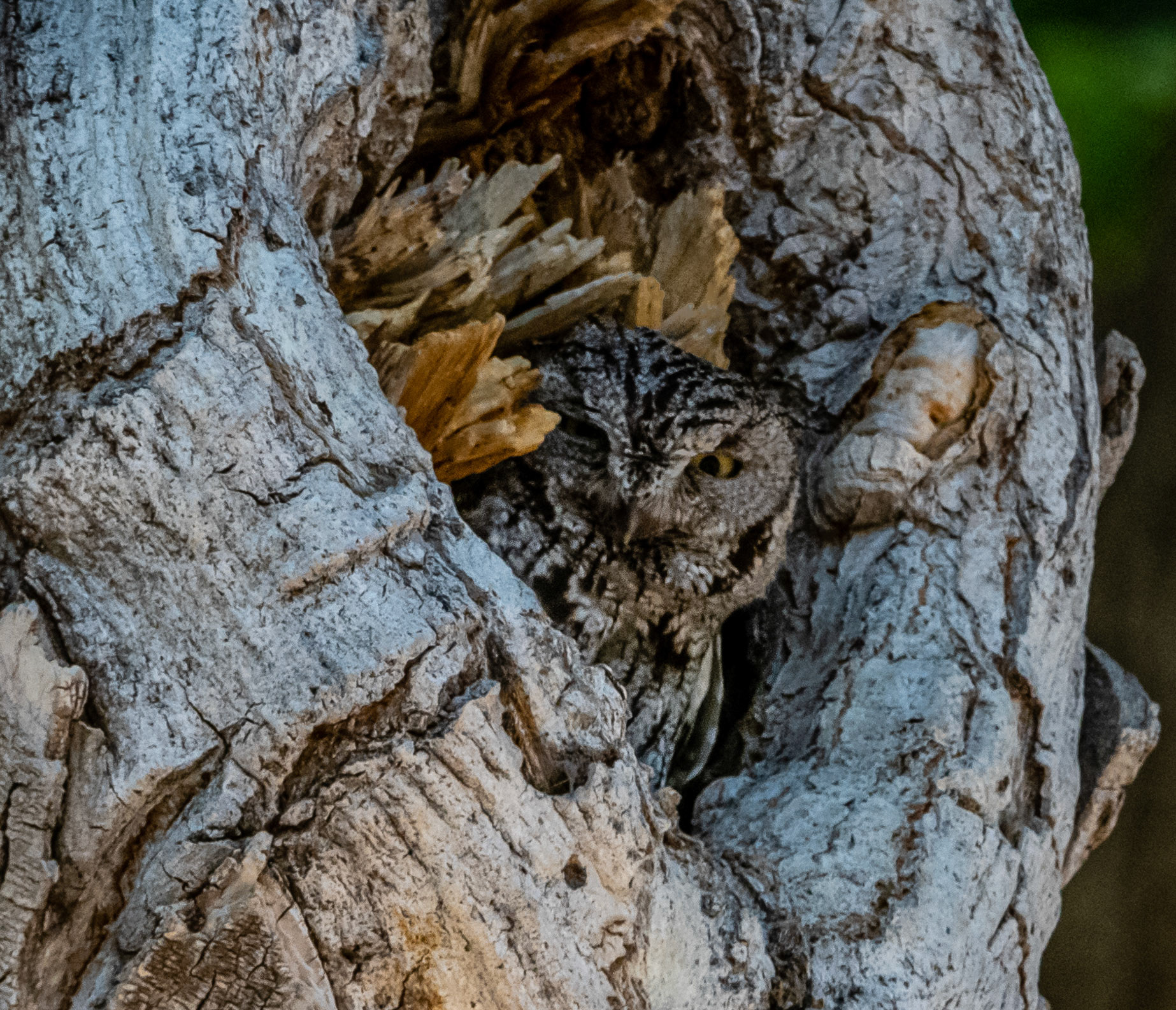 Western screech owl