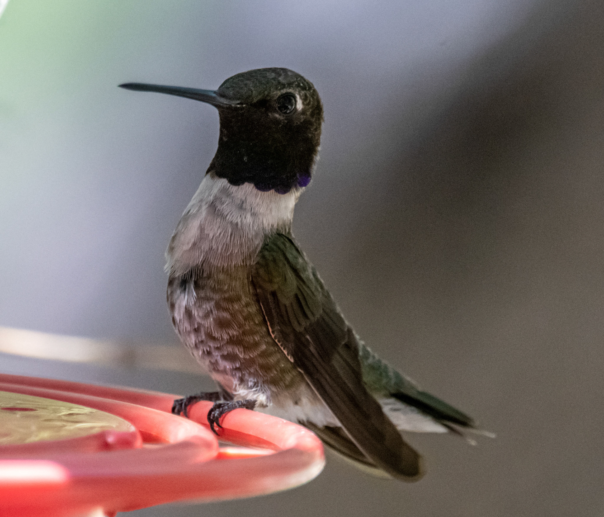 Black chinned hummingbird