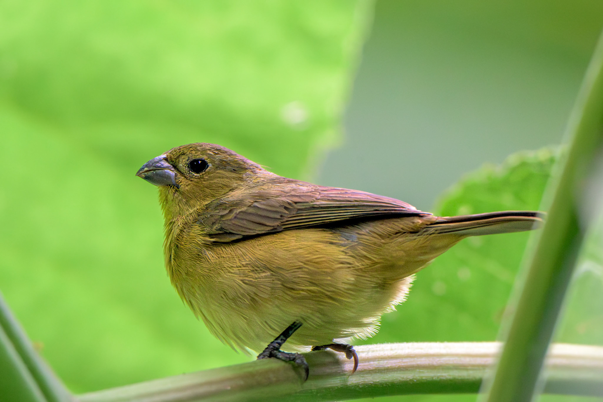 Yellow-bellied Seedeater