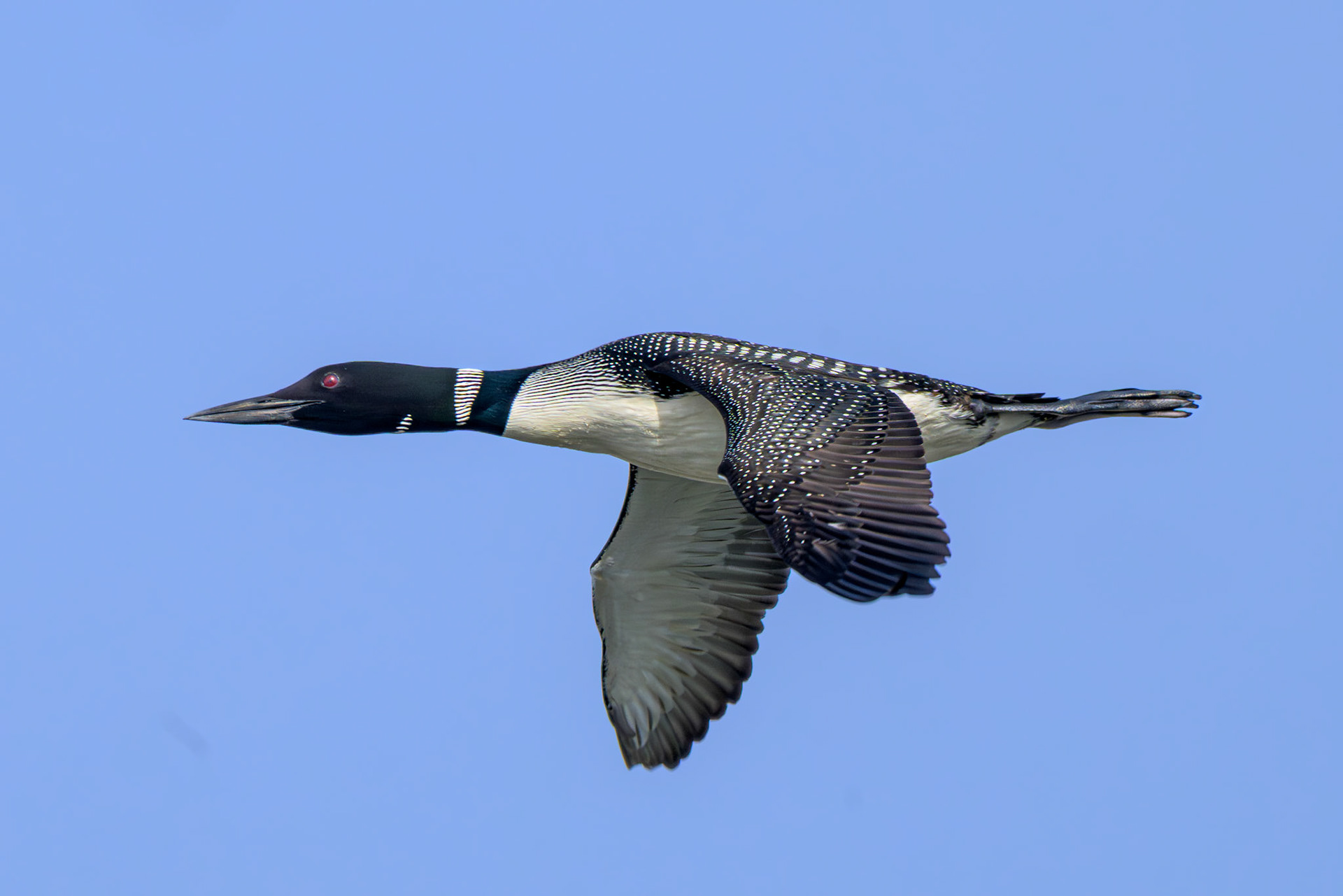 Common Loon