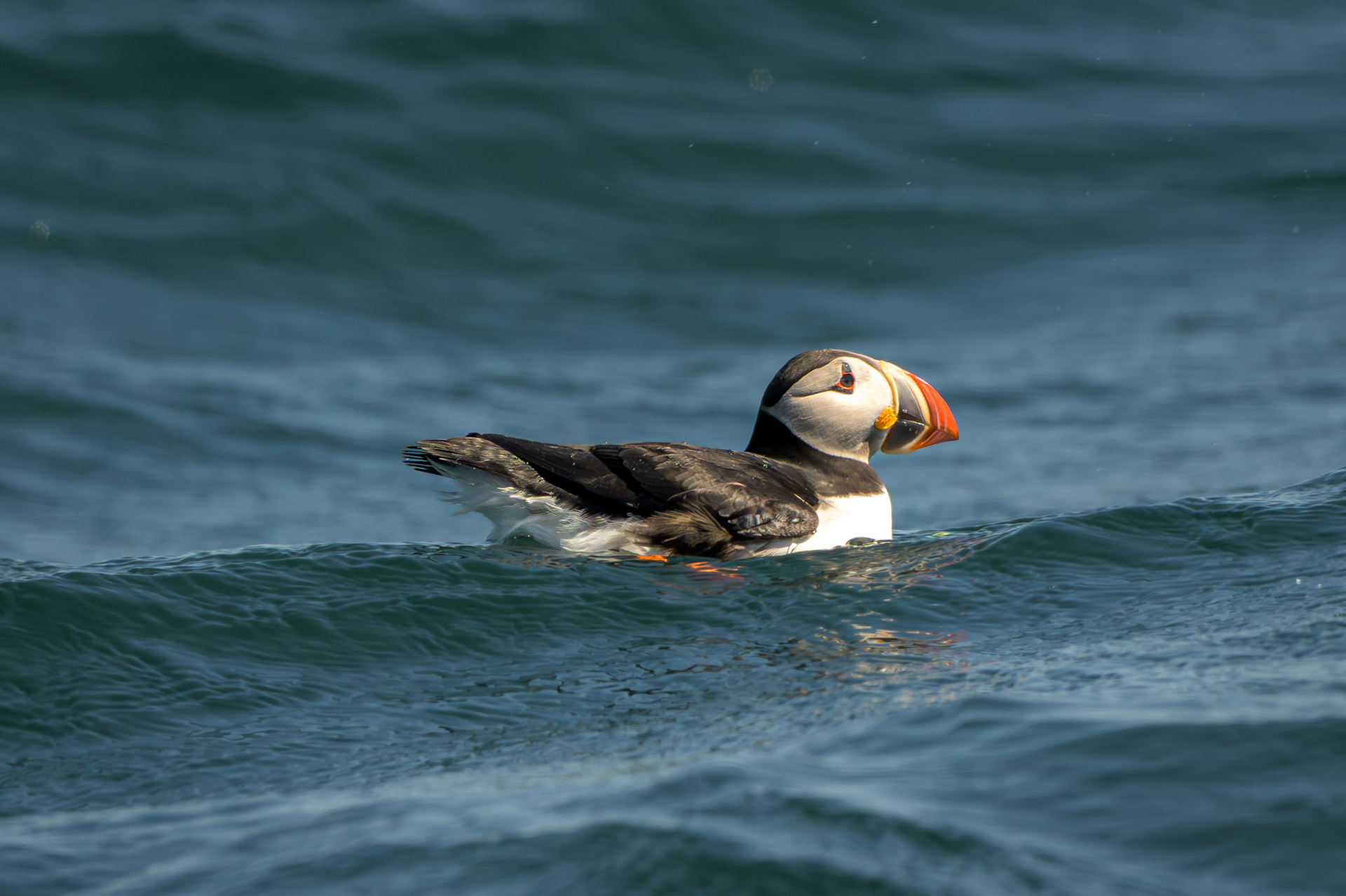 Atlantic Puffin