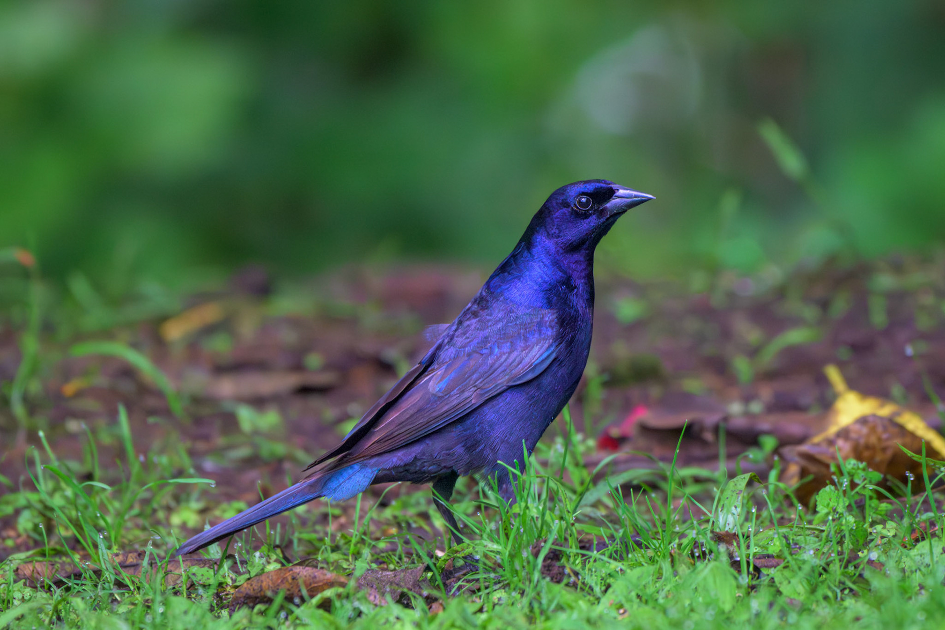Shiny Cowbird